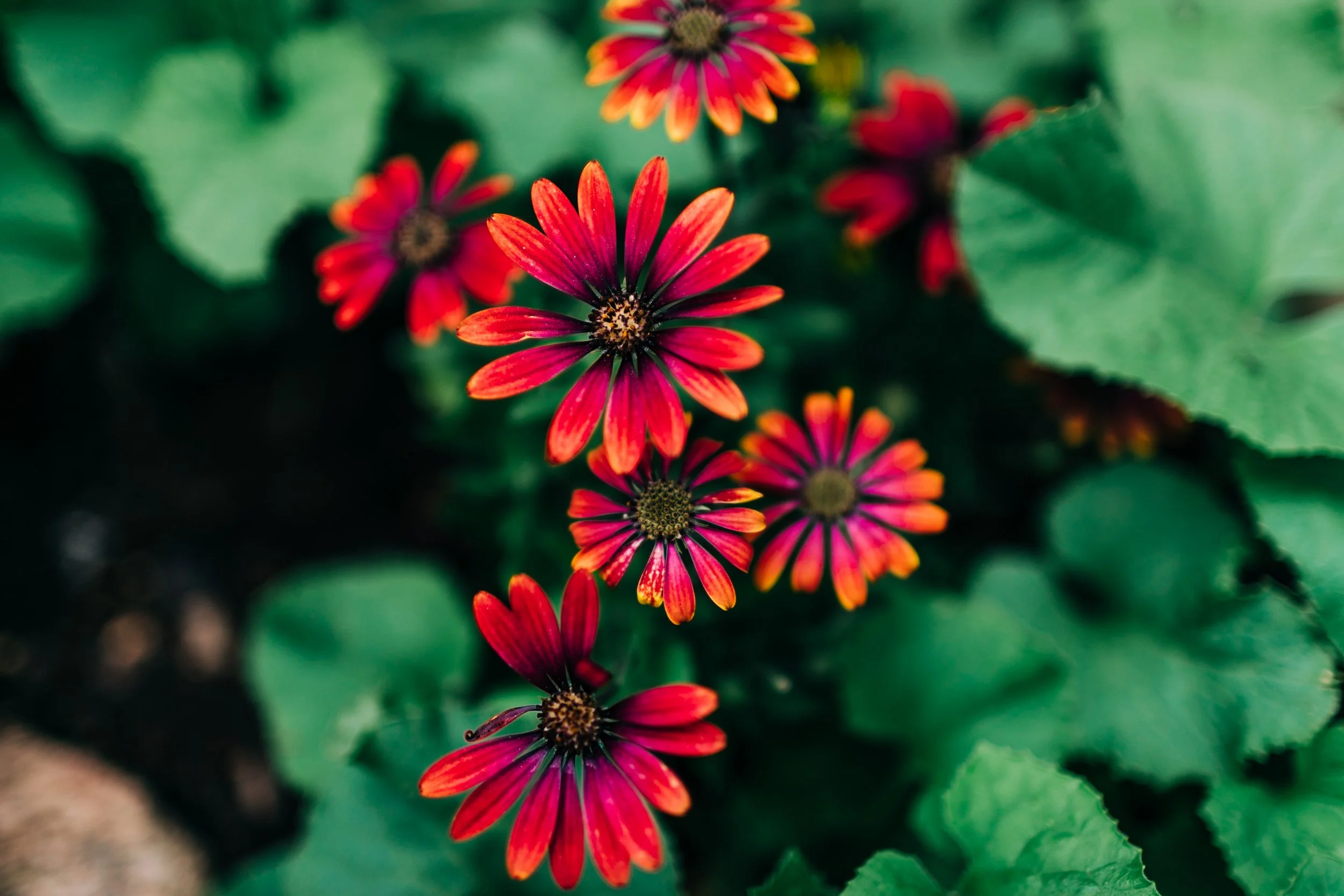LaurenBierPhotography-PlanoFamilyPhotographer-Backyard-17.jpg