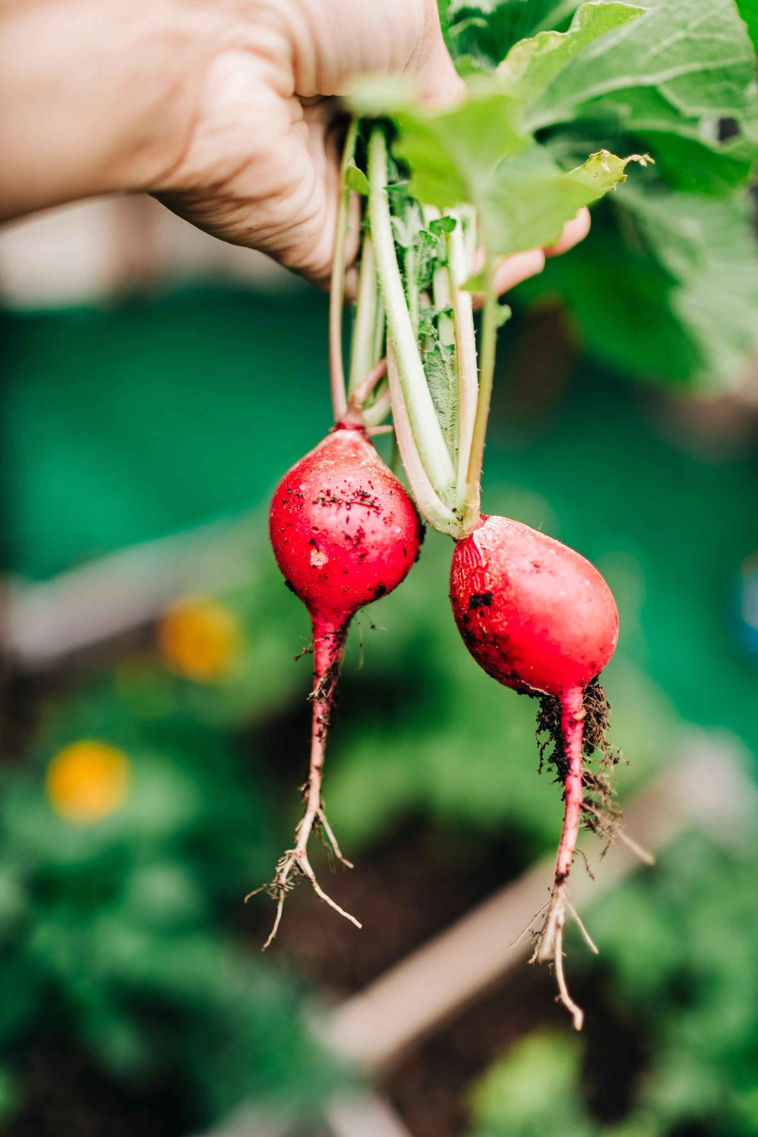 LaurenBierPhotography-PlanoFamilyPhotographer-Backyard-19.jpg