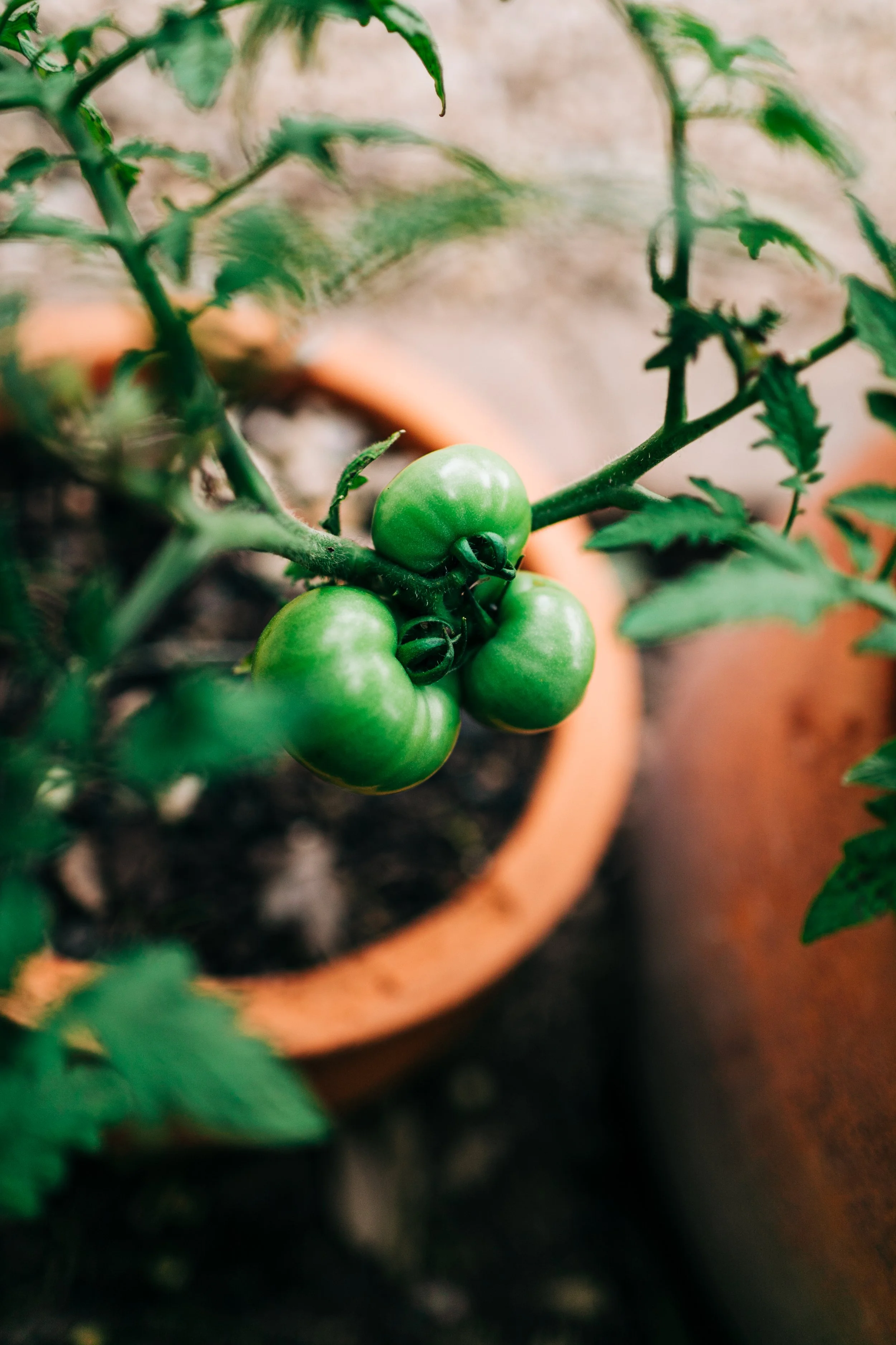 LaurenBierPhotography-PlanoFamilyPhotographer-Backyard-27.jpg