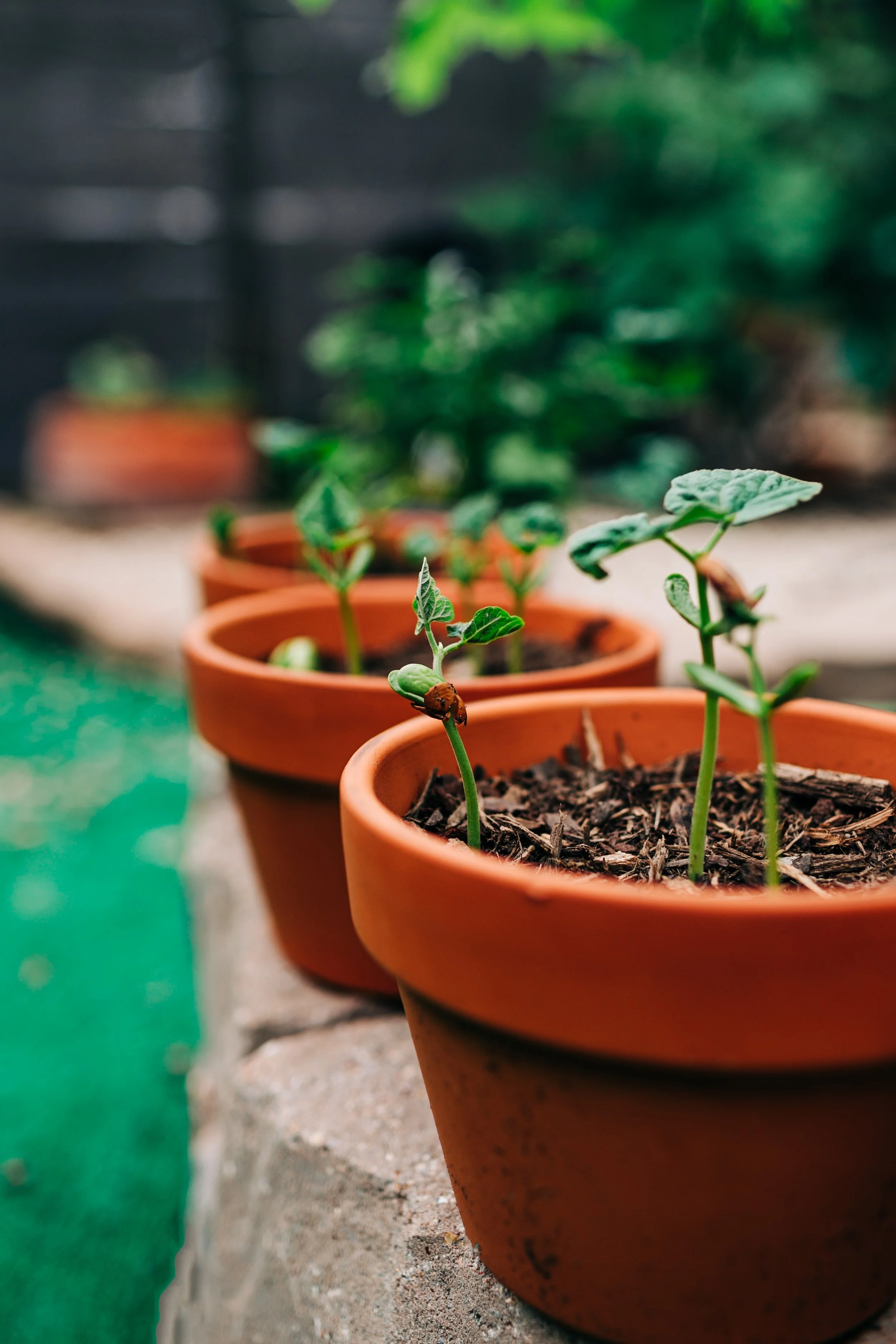 LaurenBierPhotography-PlanoFamilyPhotographer-Backyard-21.jpg