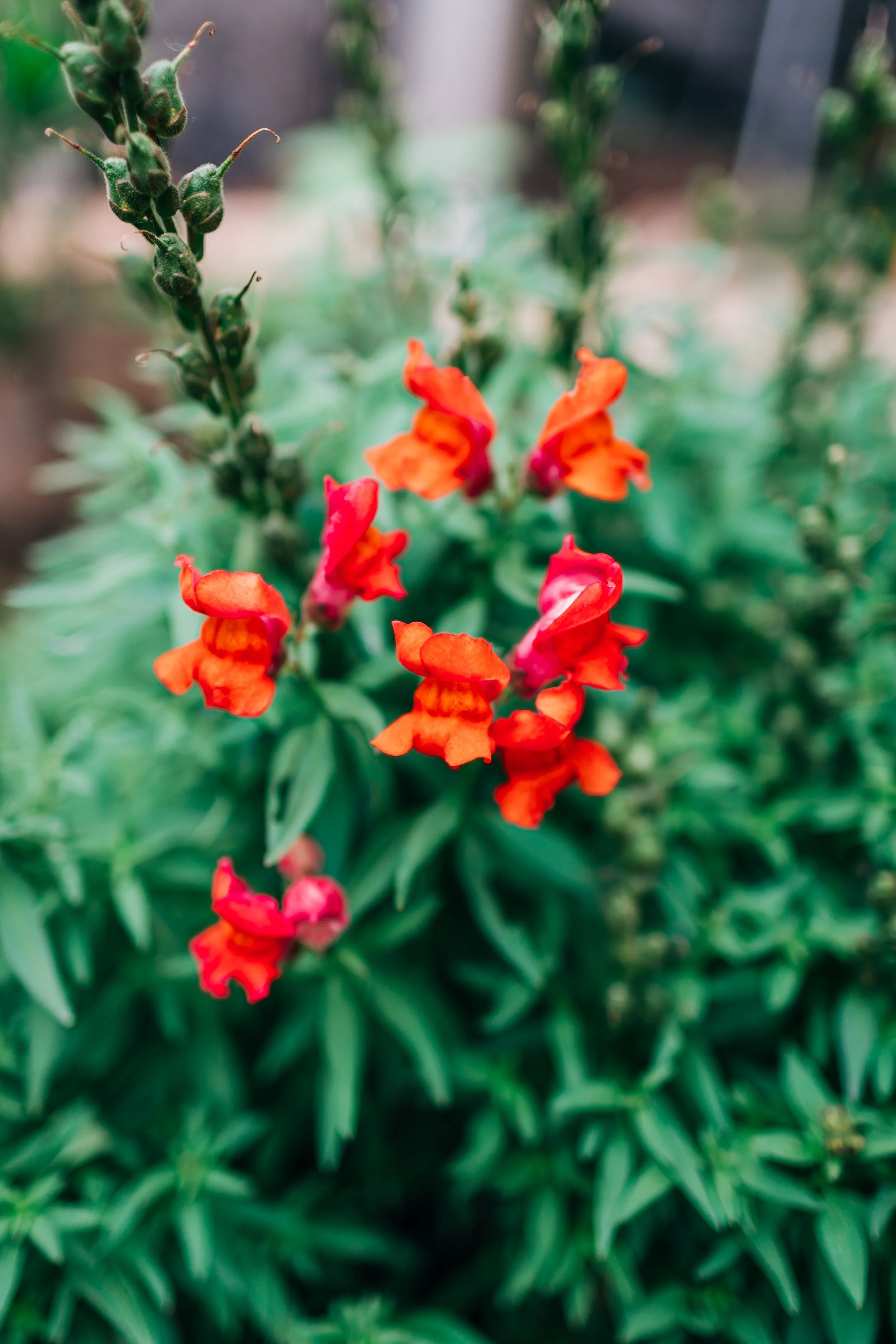 LaurenBierPhotography-PlanoFamilyPhotographer-Backyard-28.jpg