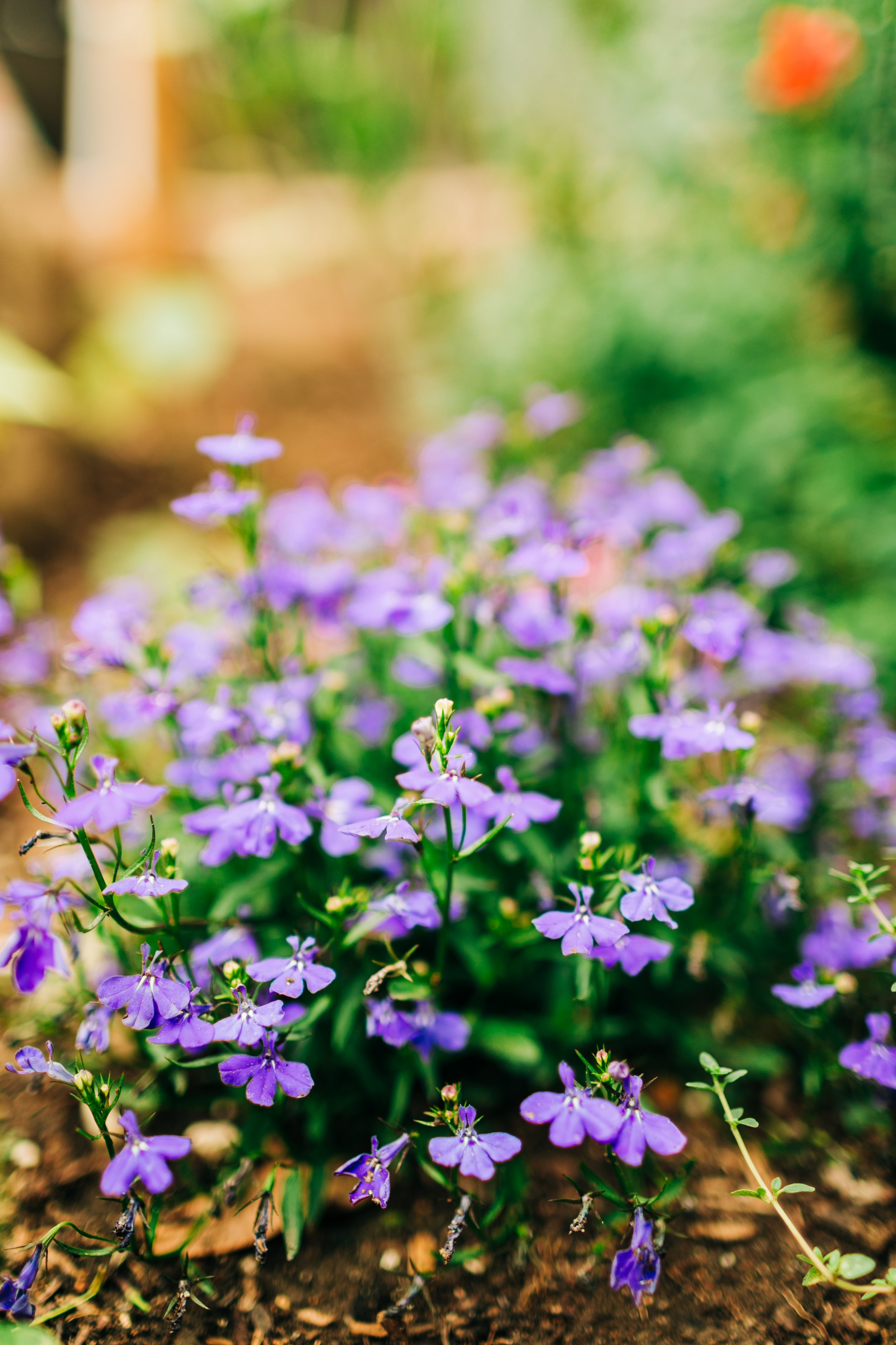 LaurenBierPhotography-PlanoFamilyPhotographer-Backyard-29.jpg