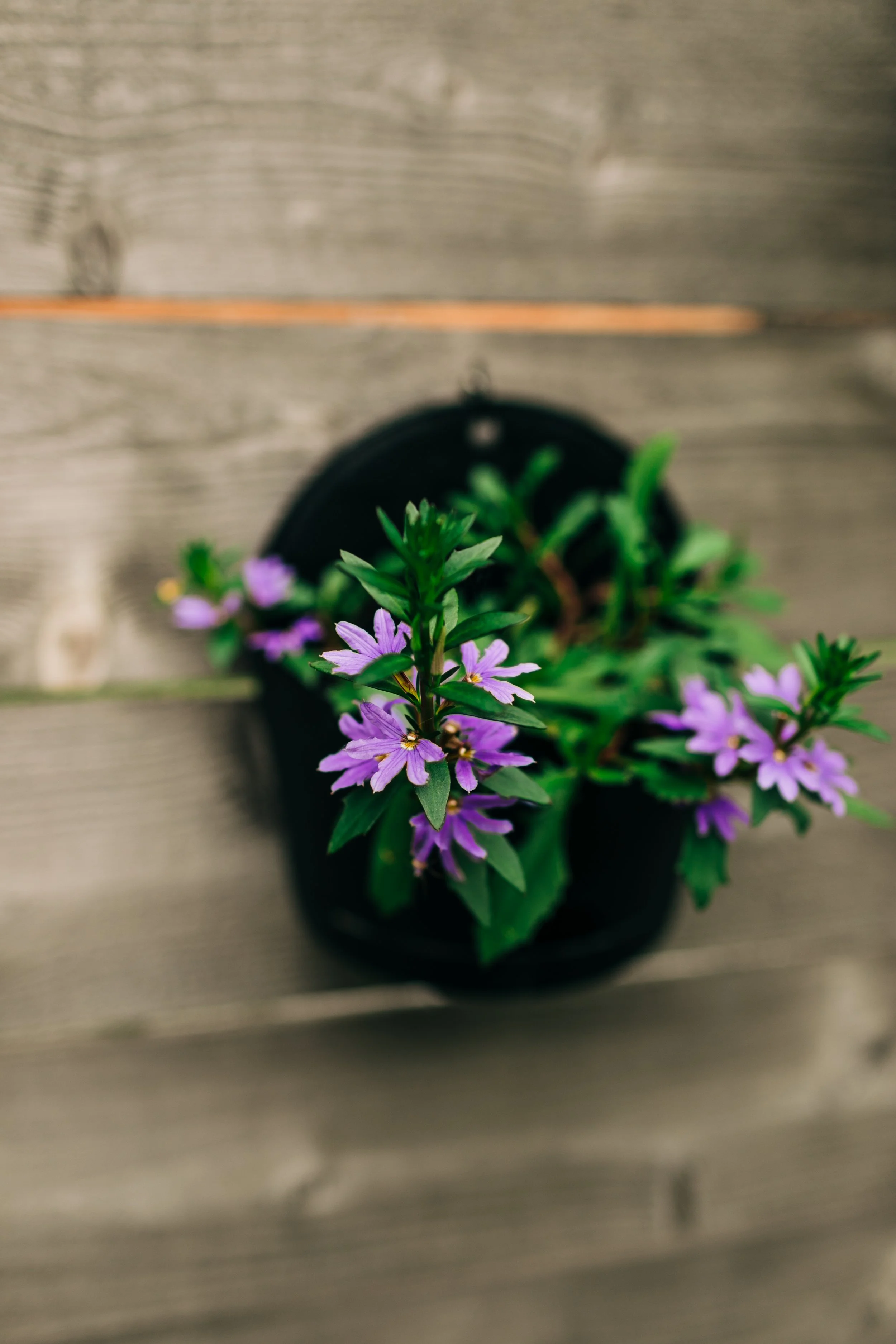 LaurenBierPhotography-PlanoFamilyPhotographer-Backyard-33.jpg