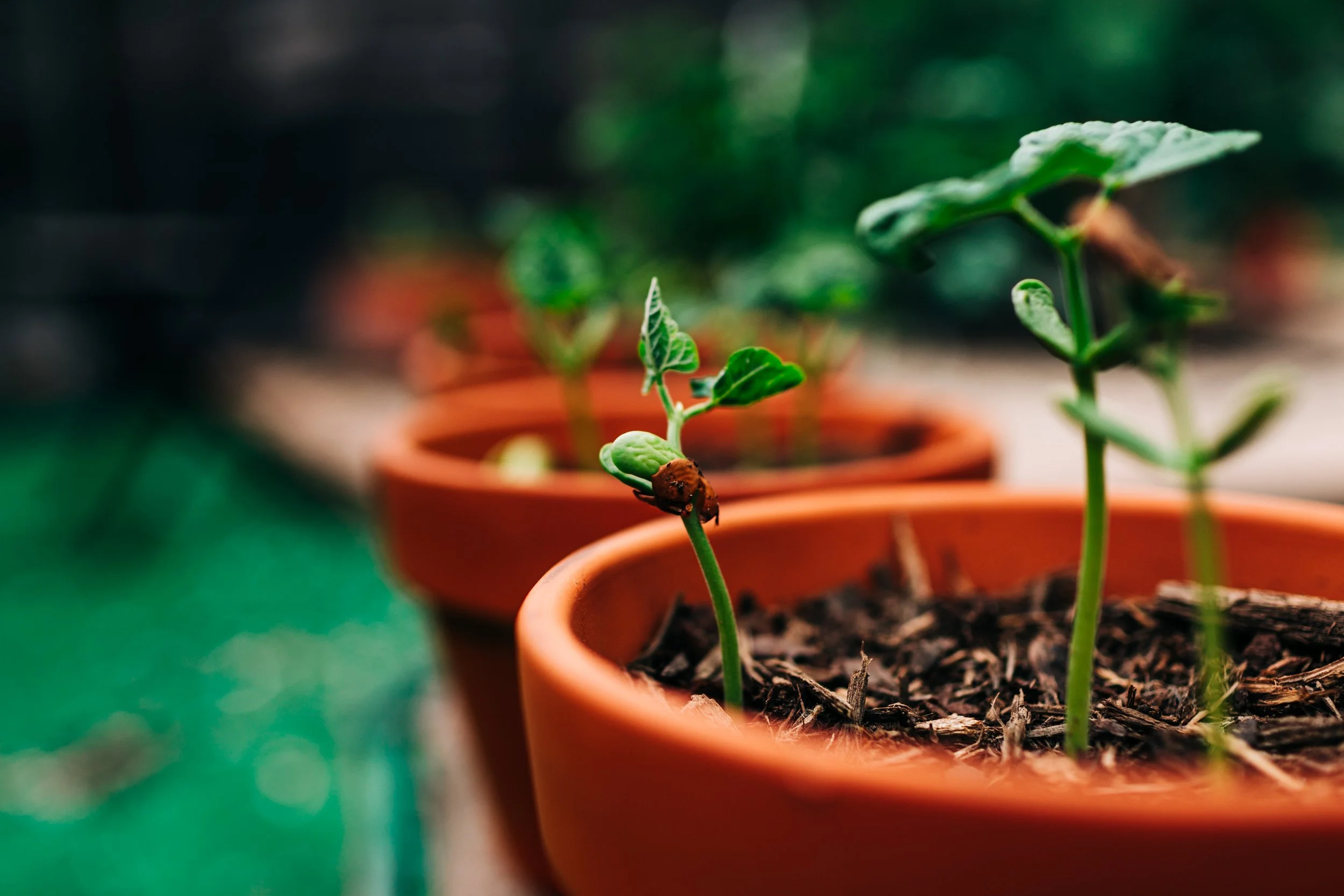 LaurenBierPhotography-PlanoFamilyPhotographer-Backyard-23.jpg