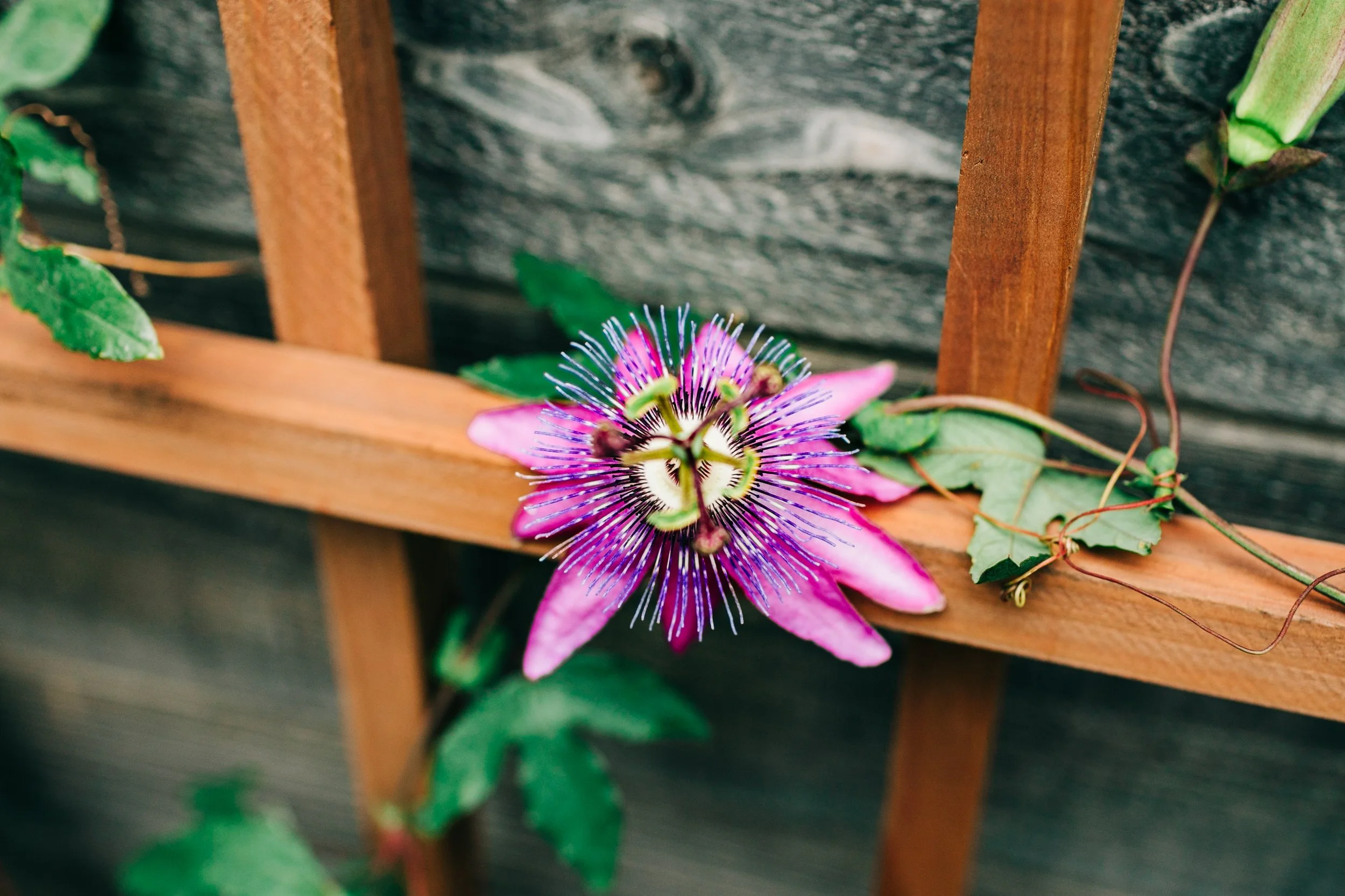 LaurenBierPhotography-PlanoFamilyPhotographer-Backyard-34.jpg