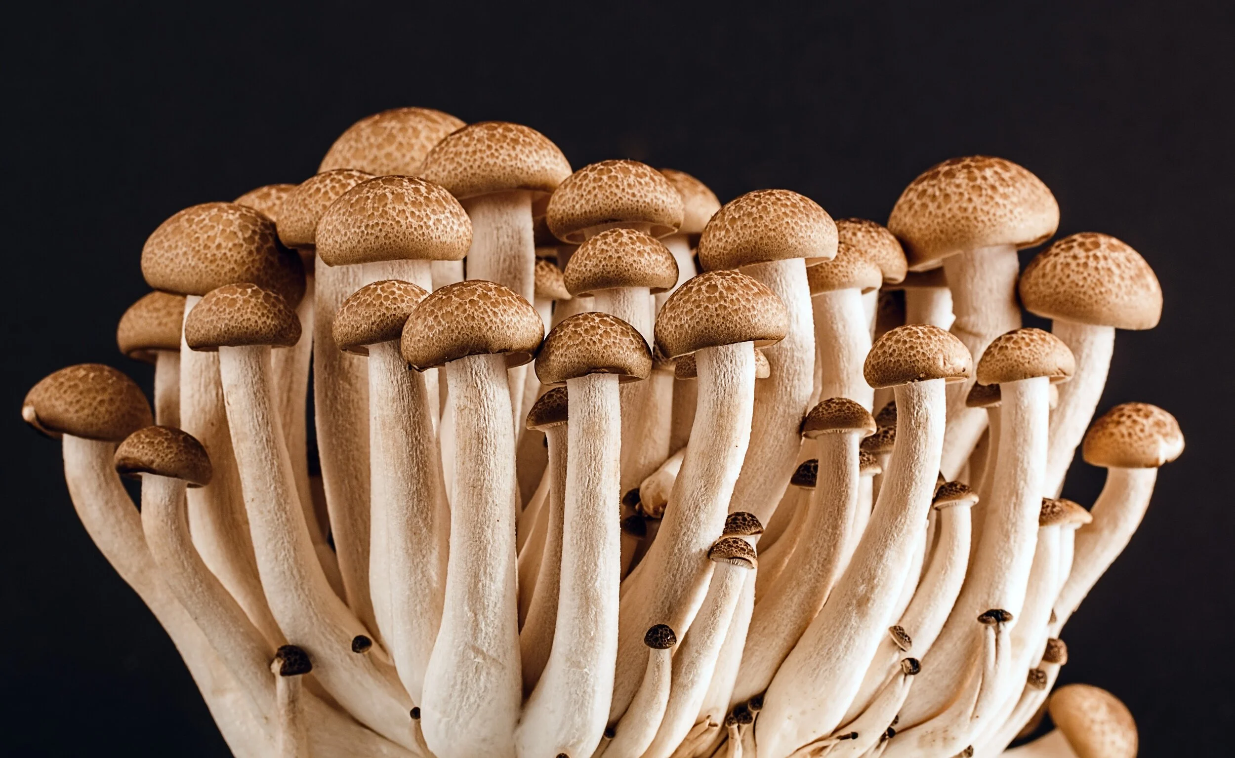 About us — Organic Mushroom Supplies