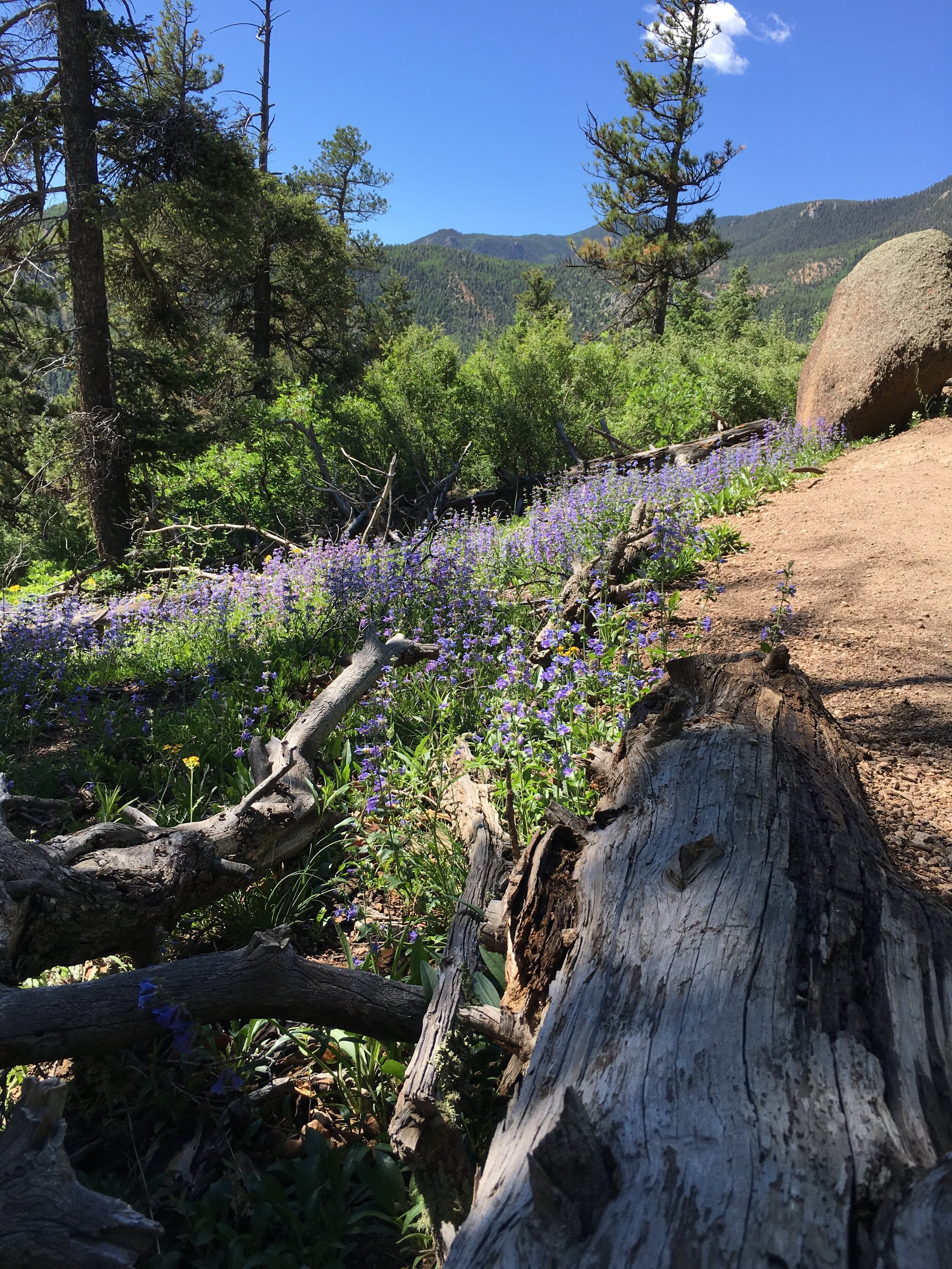 Wildflower glory on Pikes Peak