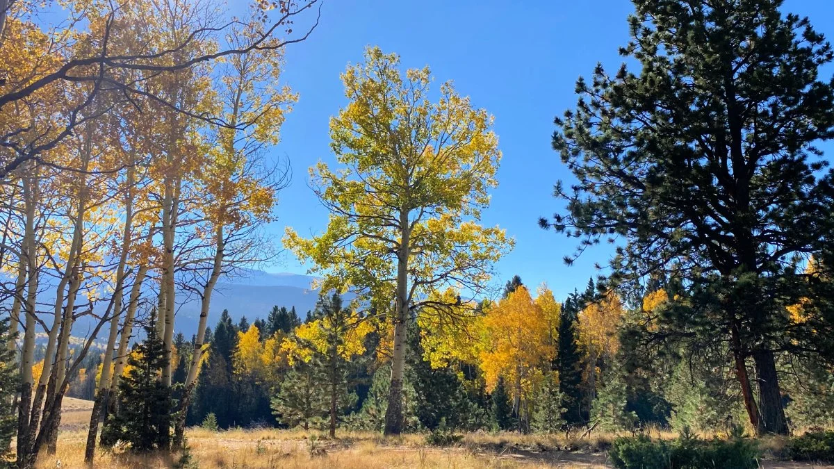 10 Must-See Hiking Trails in Mueller State Park