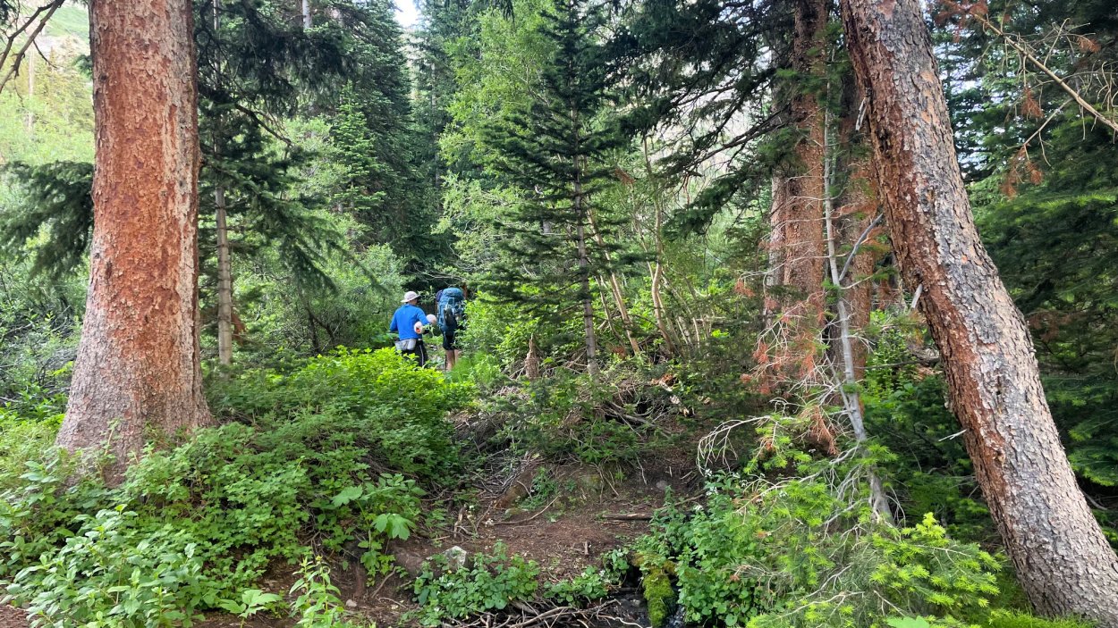 Thick forest on Four Pass Loop before first river crossing.