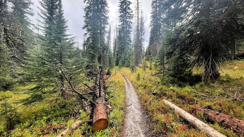 Downed trees along Gilpin Trail