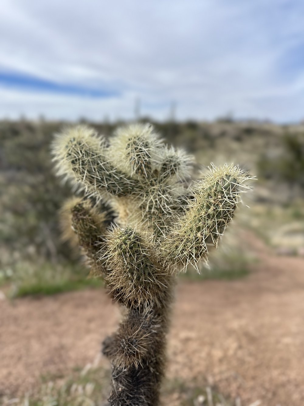 Desert cactus beauty