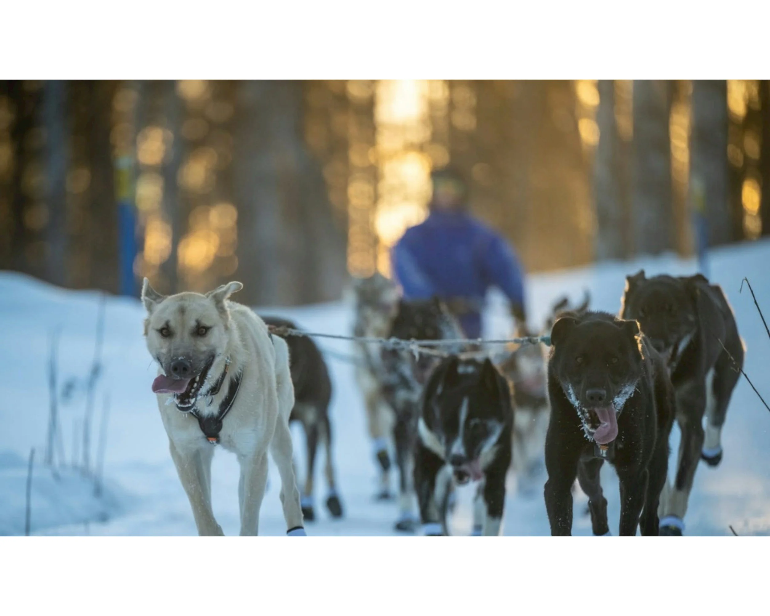 dog mushing colorado