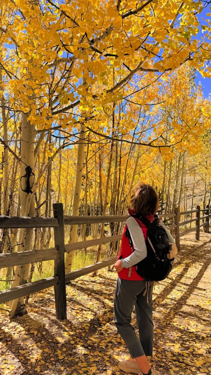 looking up at aspens near victor colorado