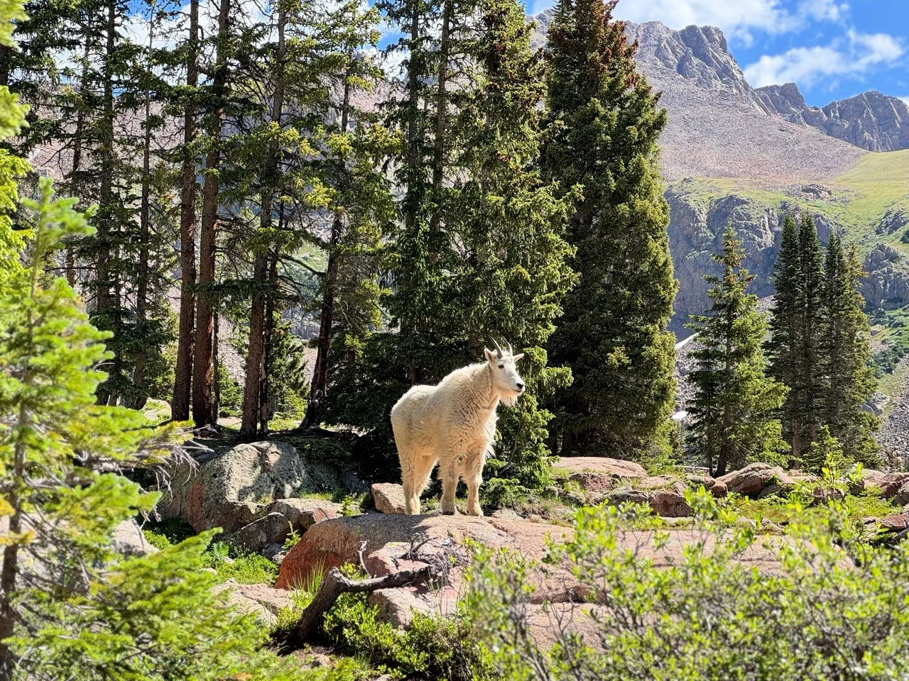 goat on hike in summit county