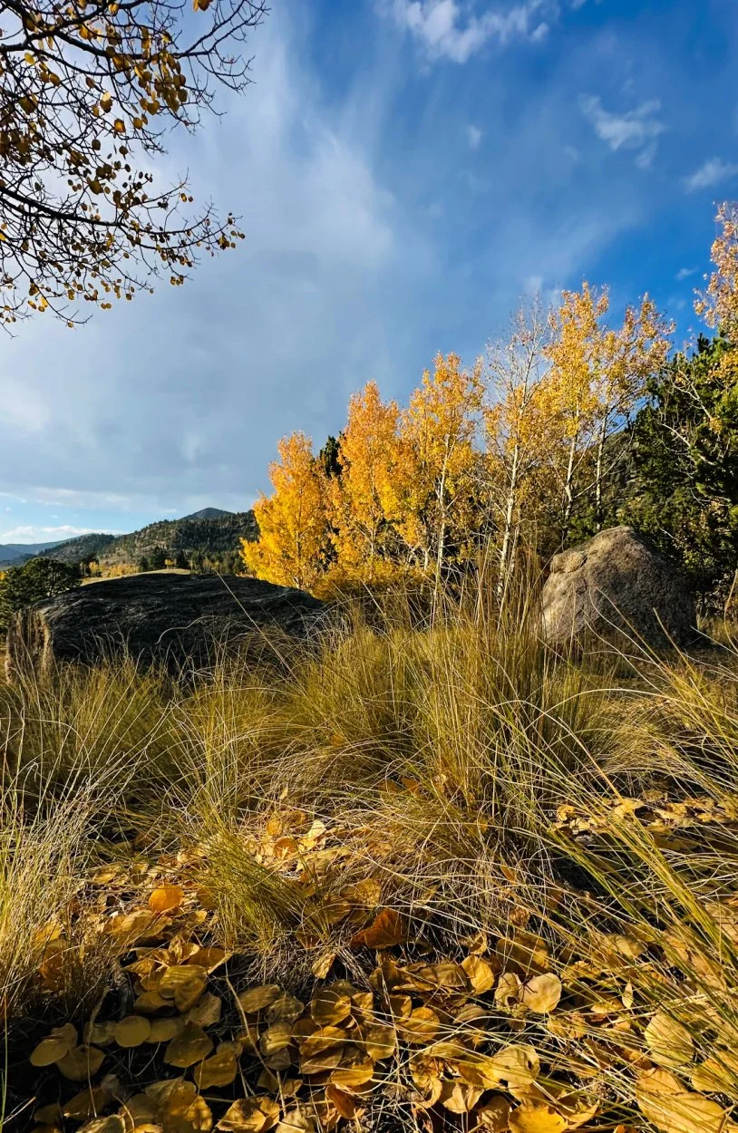 aspen tree photography