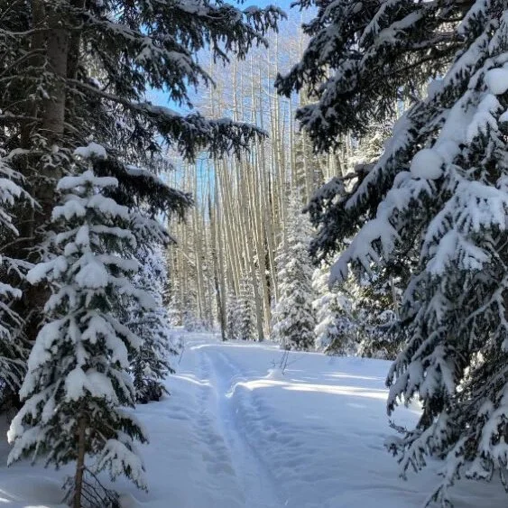 snowshoe trail in pine forest