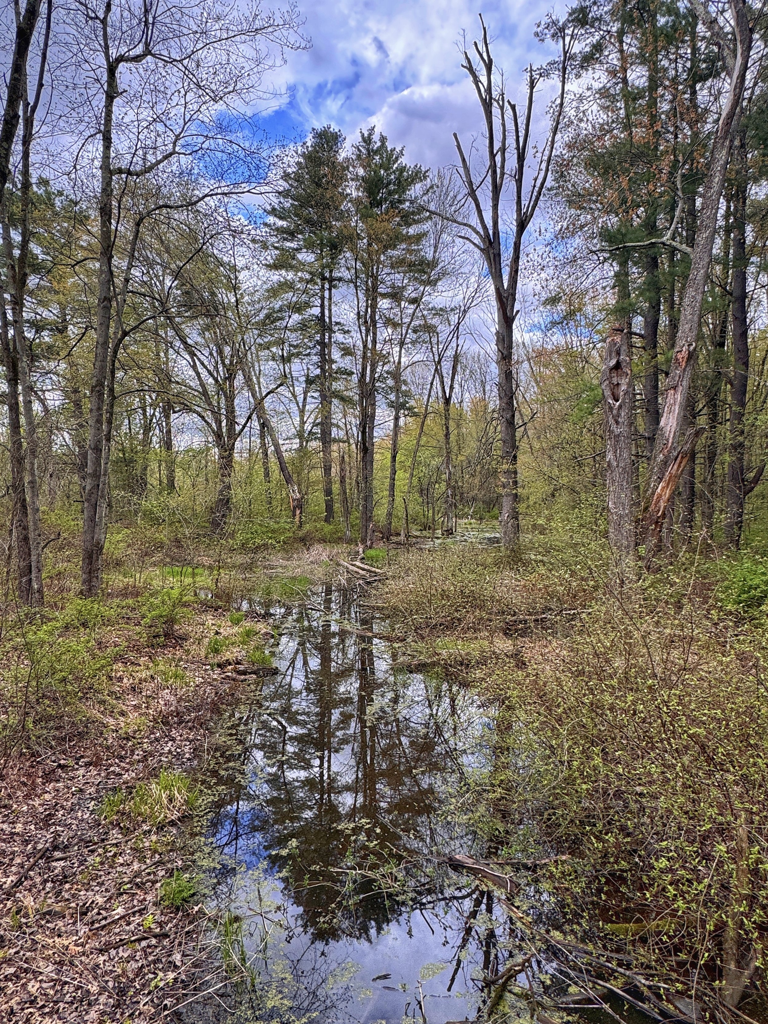 Vibrant blue sky over and relfection on the wetlands at Fort River Trail in Hadley, Massachusetts