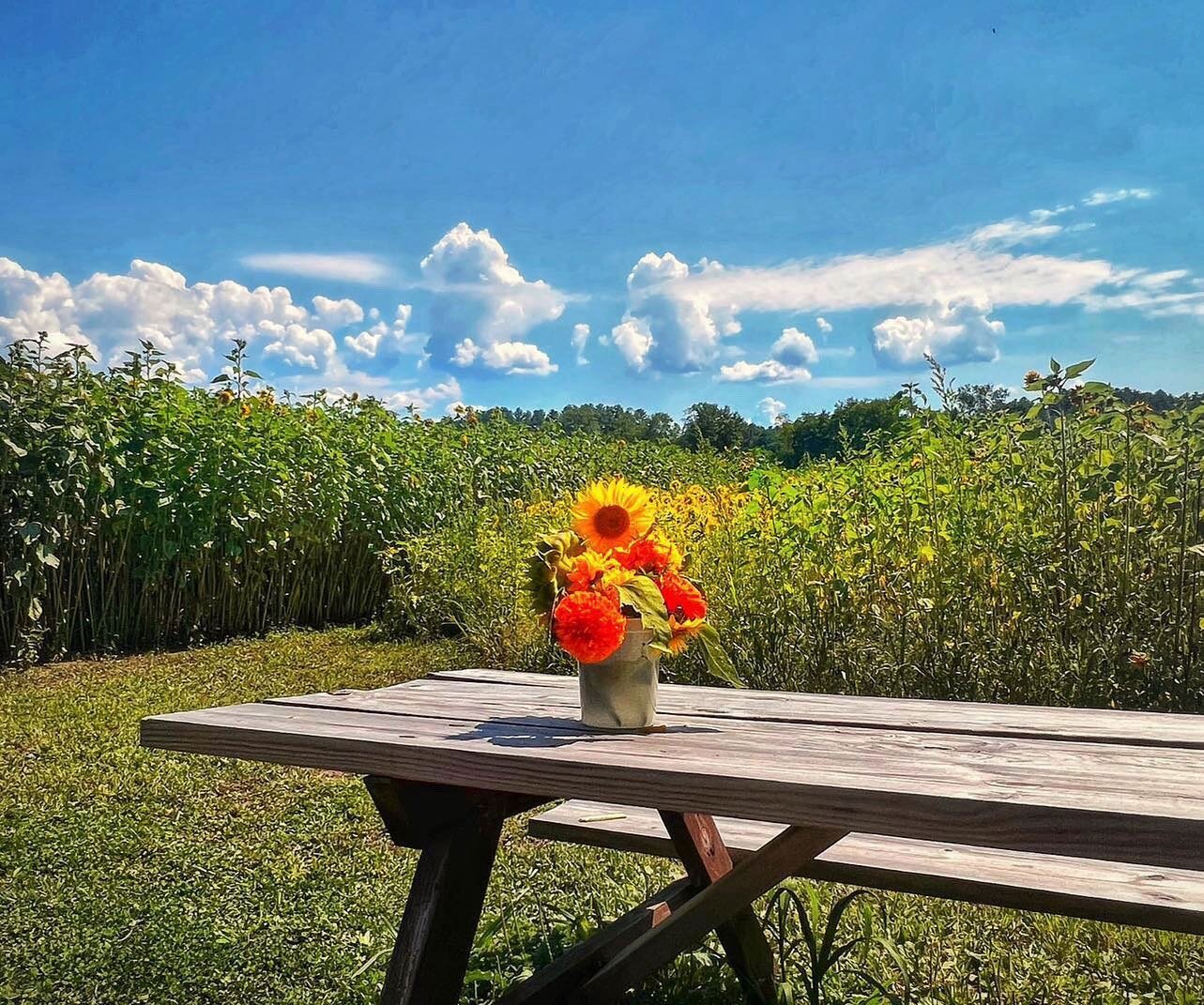 Your friendly reminder that 🌻🌻 is peaking this weekend in Massachusetts. 

And @lonebirchblossoms in Hardwick, MA has beautiful fields for PYO.

🌻
Free parking on Route 32 + huge fields of late summer flowers including zinnias and snap dragons. 


