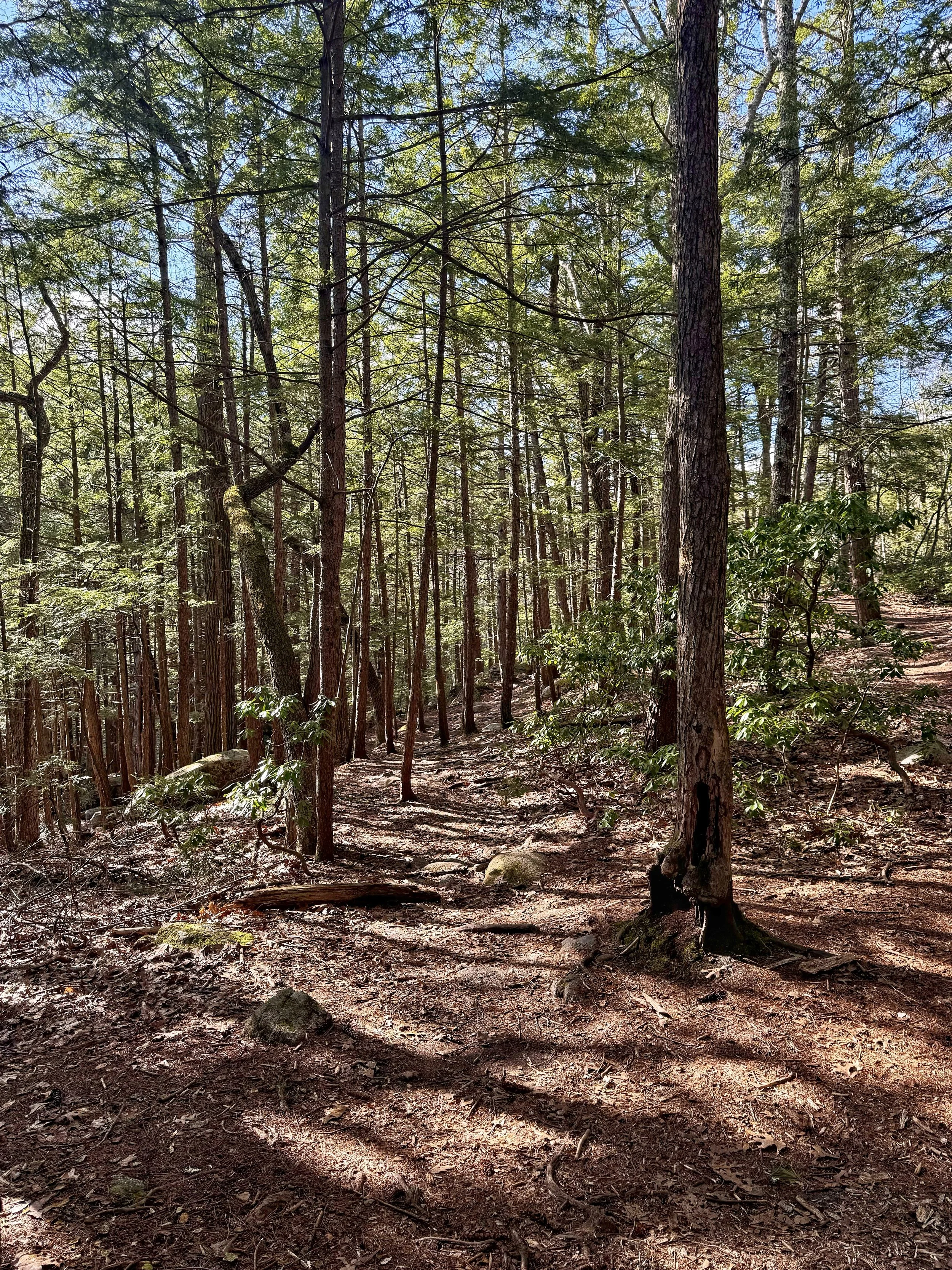 Purgatory Brook Trail woodlands in Lyndeborough, New Hampshire