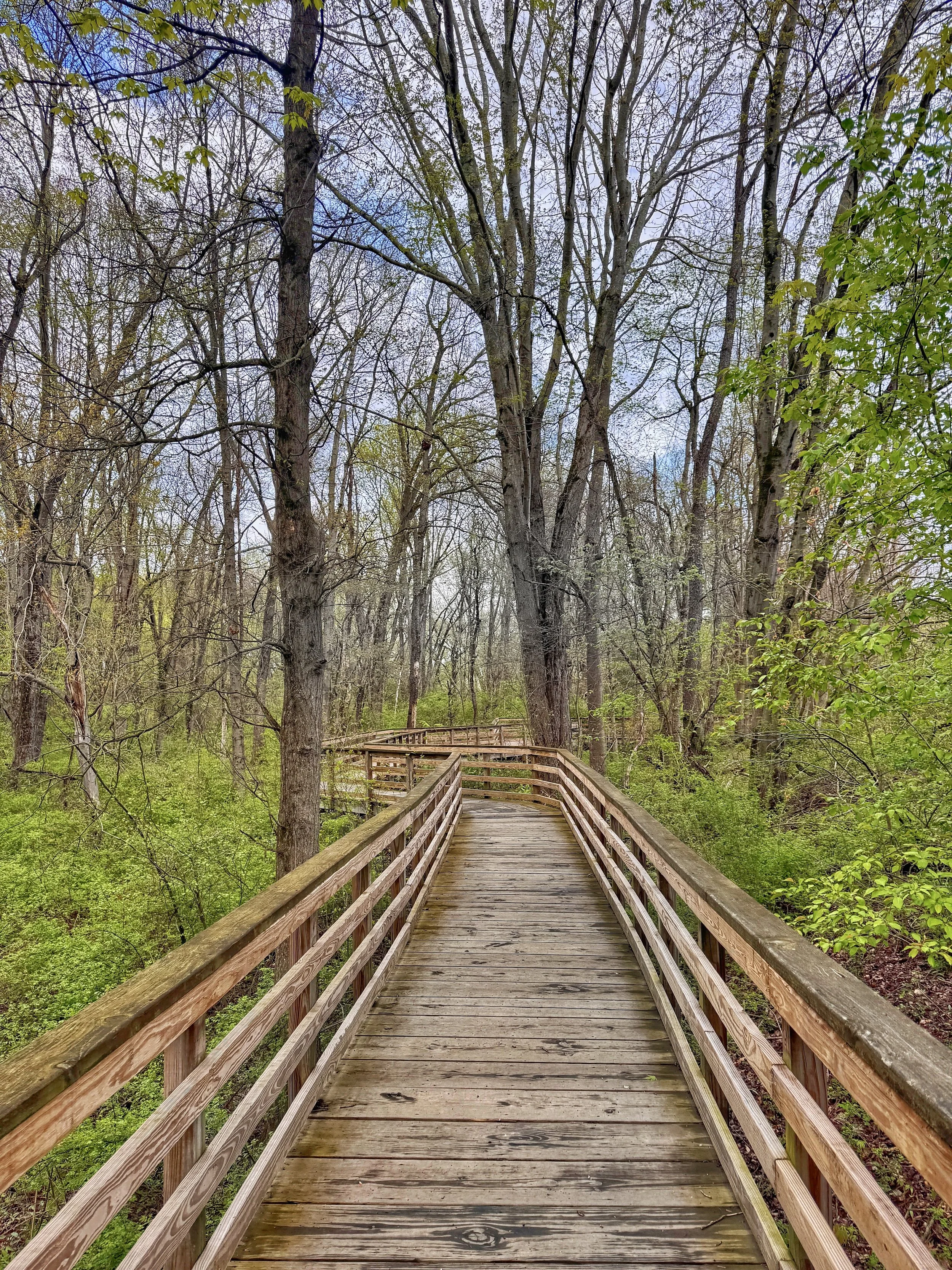 Boardwalk through woodlands at Fort River Trail in Hadley, Massachusetts