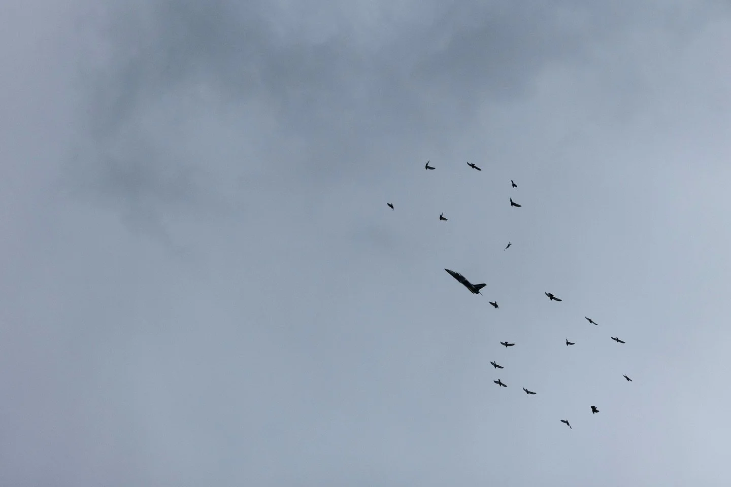 It&rsquo;s a bird, it&rsquo;s a plane&hellip; actually, it&rsquo;s both &mdash; and they form a figure eight in the sky!
&bull;
&bull;
&bull;
&bull;
#july4 #aspen #aspenco #aspensnowmass #plane #photojournalism #parade #flyover
