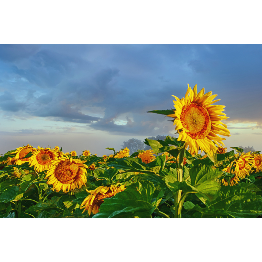 sunflower art prints