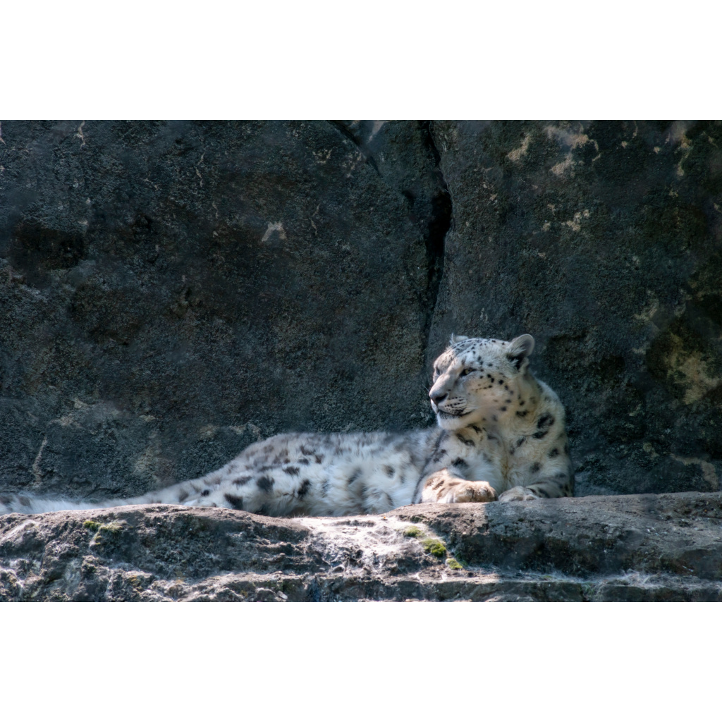snow leopard picture