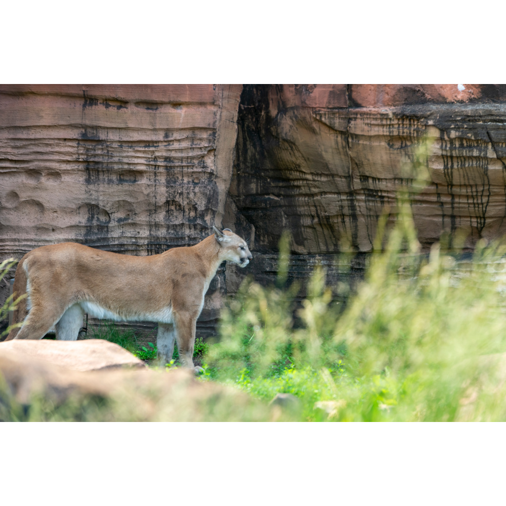 Mountain Lion photo