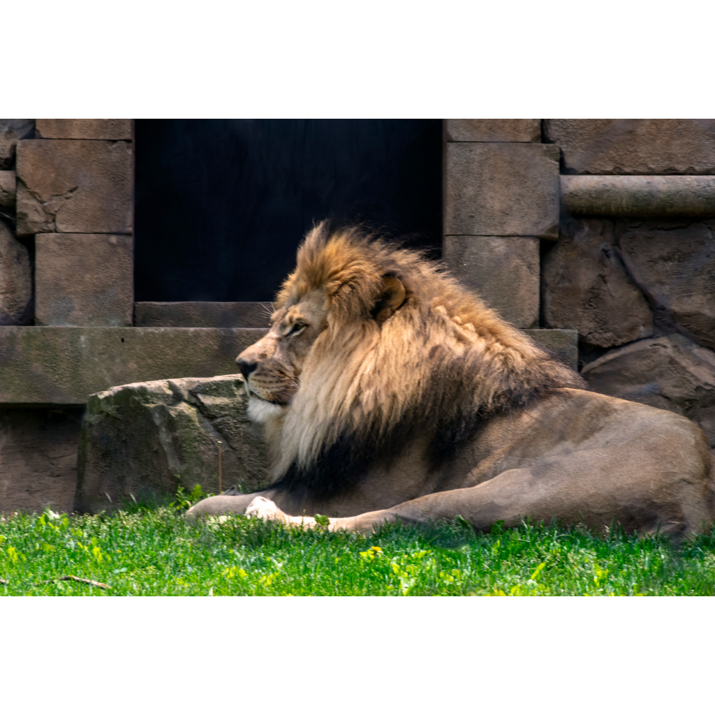lion photo