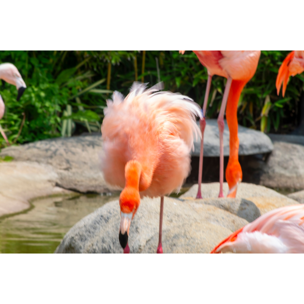 safari animals wall art
