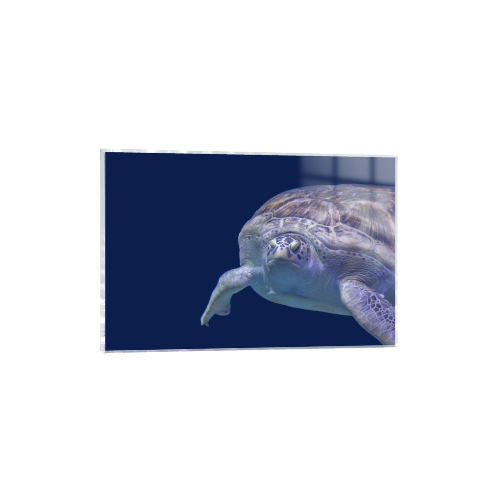 ptq_17_3_0_0_6000_4000_0_false_ffffff_0_0_.png