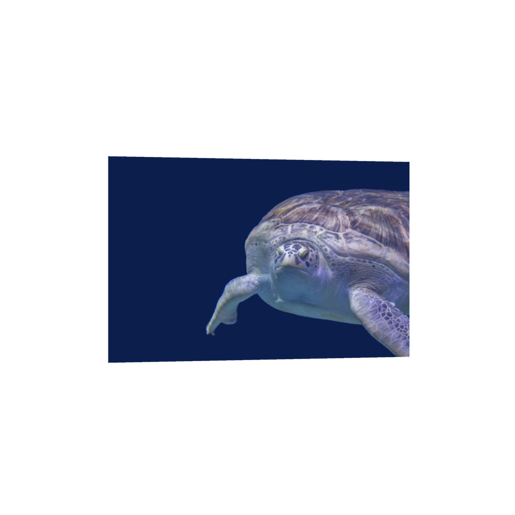 ptq_1_3_0_0_6000_4000_0_false_ffffff_0_0_.png