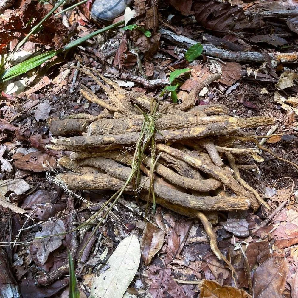 1-uchu-sanango-roots-bundle.jpg