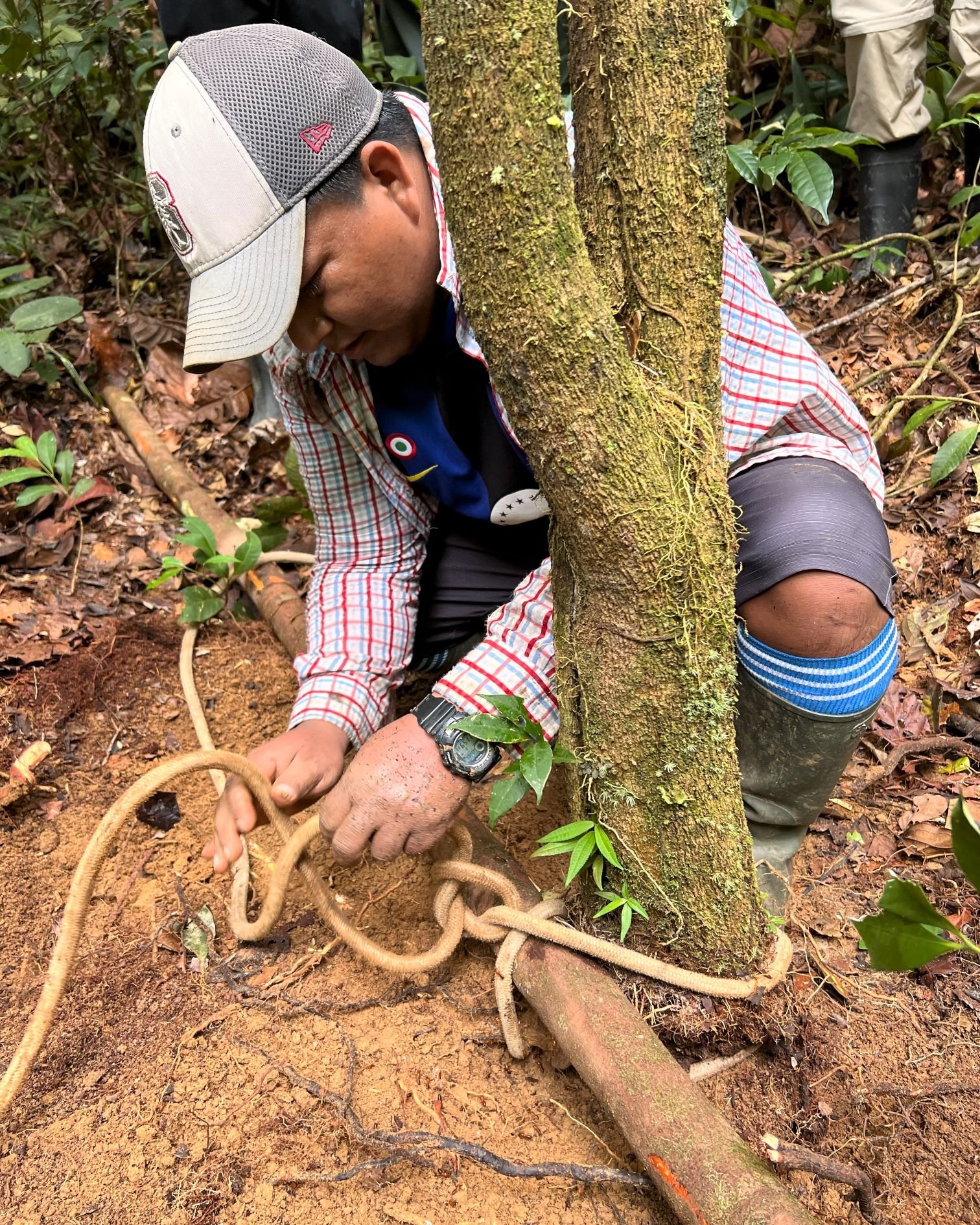 Jungle craft. Old technology, new era.

Don't forget where you came from 🌎🙏🌱

.
.
.

Maestro Eliseo prepares to dig up a mature Sanango tree. March 2024.

#sanango #uchusanango #plantdieta #plantdietaretreat #ayahuasca #palos #ayahuascaretreat #pl