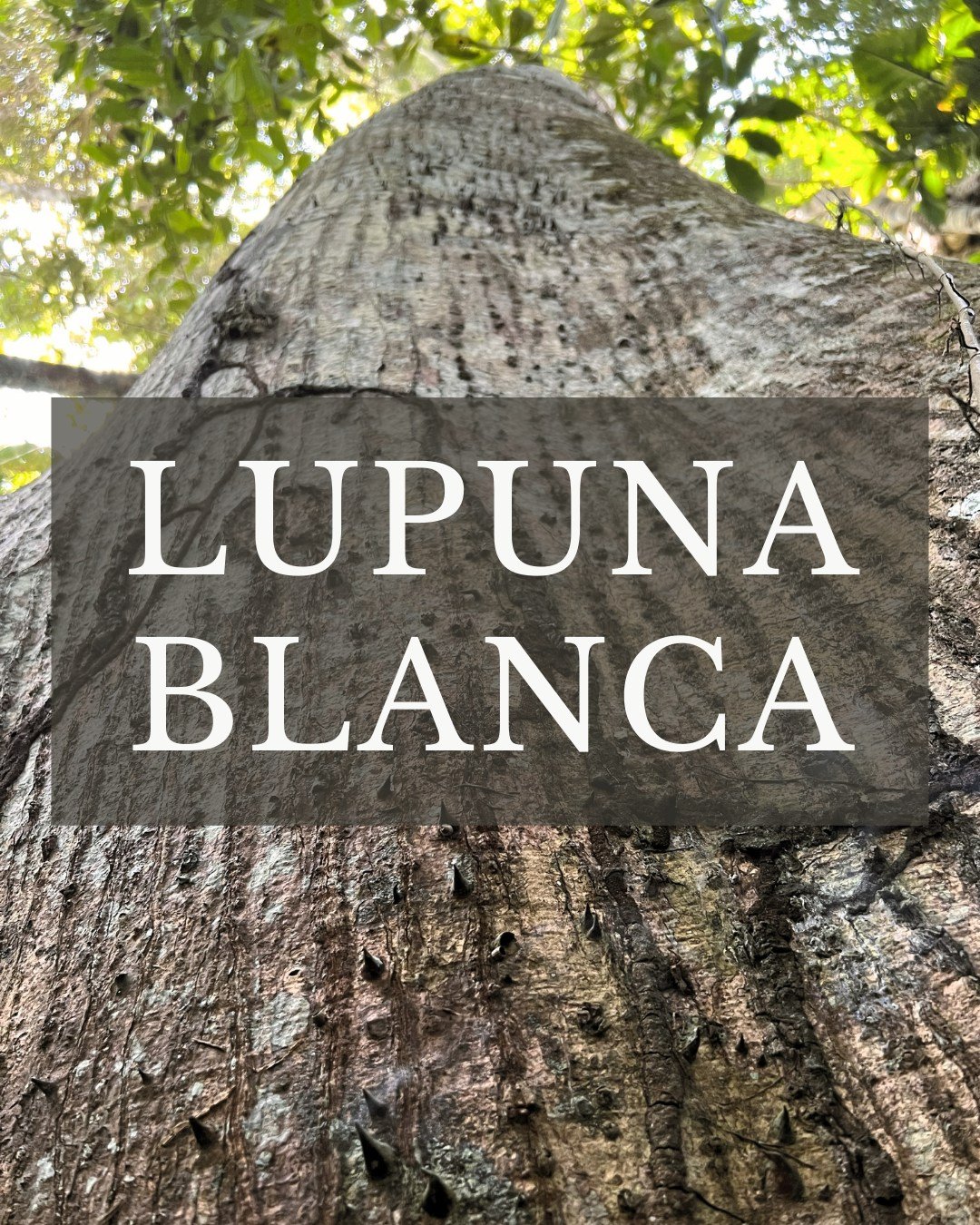 #lupuna medicine🌳

Such a reliable, stable, honored plant. They evoke a sense of sacredness, in their physical and spiritual forms. Many cultures from around the world have regarded varieties of Lupuna (from the Ceiba genus) as sacred. Indeed they a