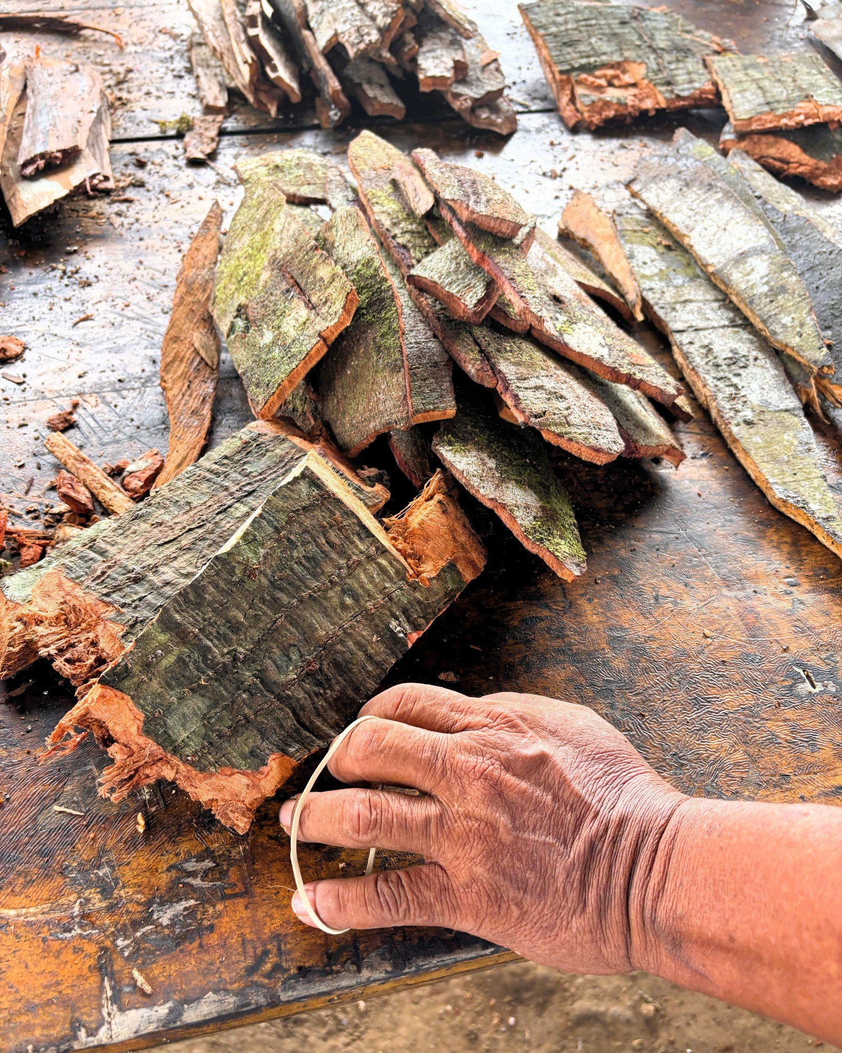 The hand of the Maestro 🫳

Working with Don Alberto is refreshing for so many reasons. One of them being that he has his hands right in the thick of the work, at all levels, day in and day out. Whether that is preparing the tree barks for dieta, coo