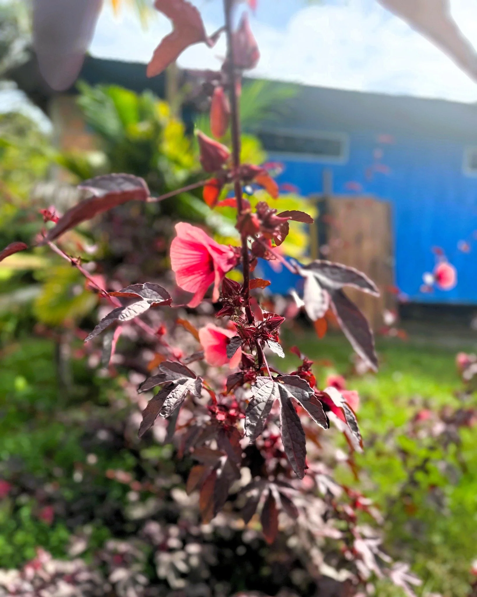 🌿 Nature gives, she takes away.
She reveals, and she hides.
Nature lets things go, no second glance, no waste.
A state of nature. State of wholeness.
So, too, nature's medicine. 🌳

Plants. Ayahuasca. Trees.
.
.
.
 #plantmedicine #ayahuasca #casadel