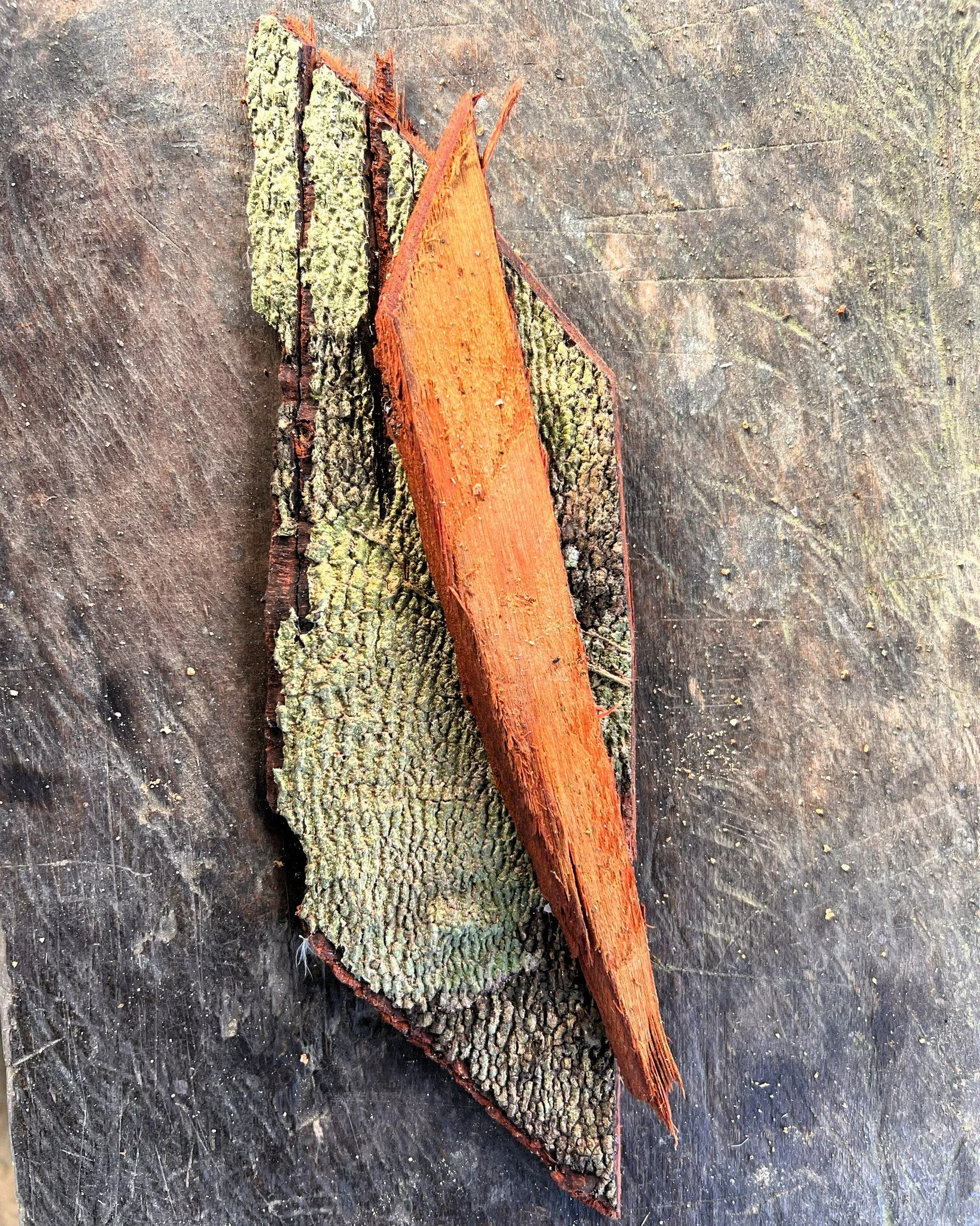 🌳 TREE BARKS 🌳

Known locally as cortezas, tree barks are one of the main ways curanderos (healers) access the spiritual forces contained within a tree. The bark is a gateway to the plant spirit and its medicine.

Why the barks? Why not flowers, or