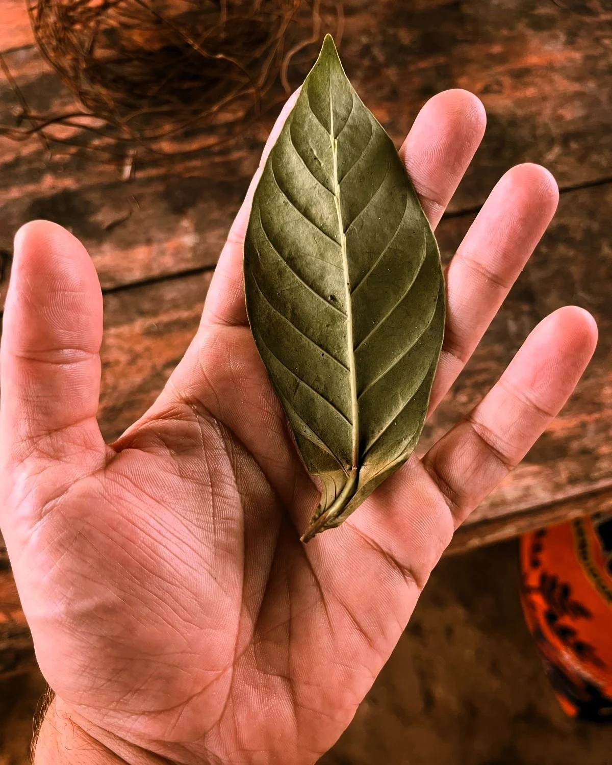 Chacruna (Psychotria viridis), fresh from Don Alberto's farm.

🌿Commonly known to contain DMT, chacruna also has dozens of minor alkaloids that may influence its ceremonial effects. For example, the clarity, color, speed, and emotional tone of visio