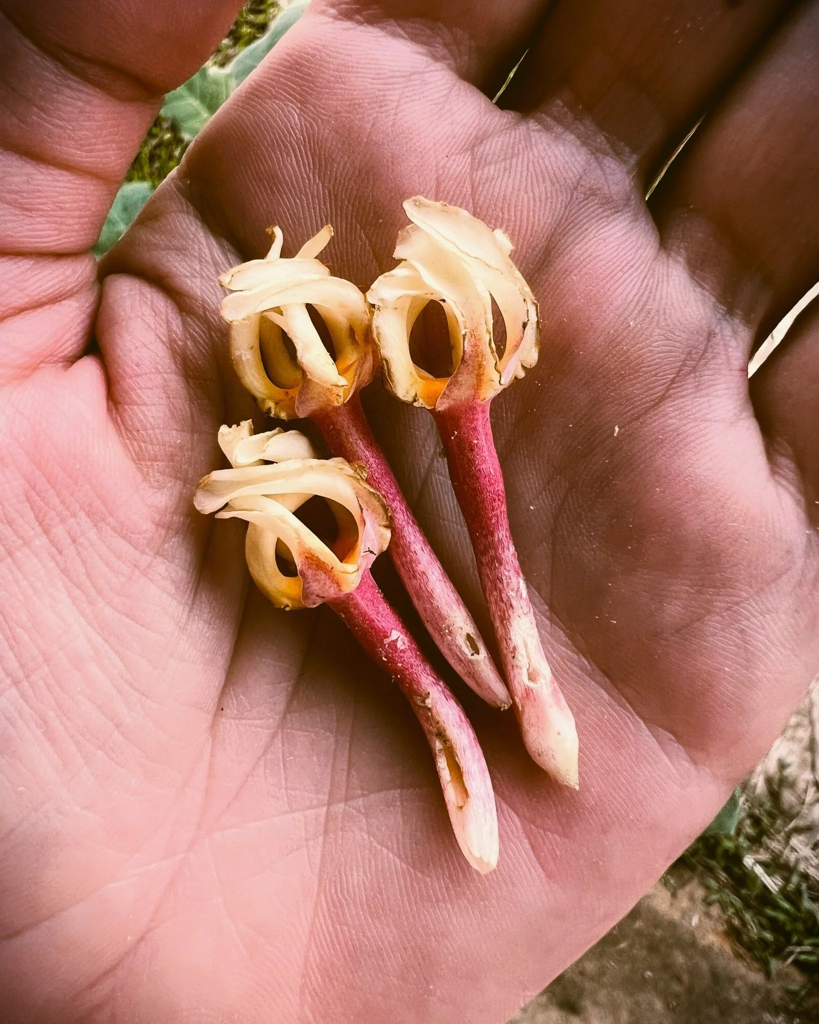 🌿 Plants have secrets to tell. They hint at them in their physical shape. The color of their flowers. Their scent, texture, design. How they grow. When and where. How they taste.

🌿 They are like outgrowths of nature's nervous system. Clues to the 