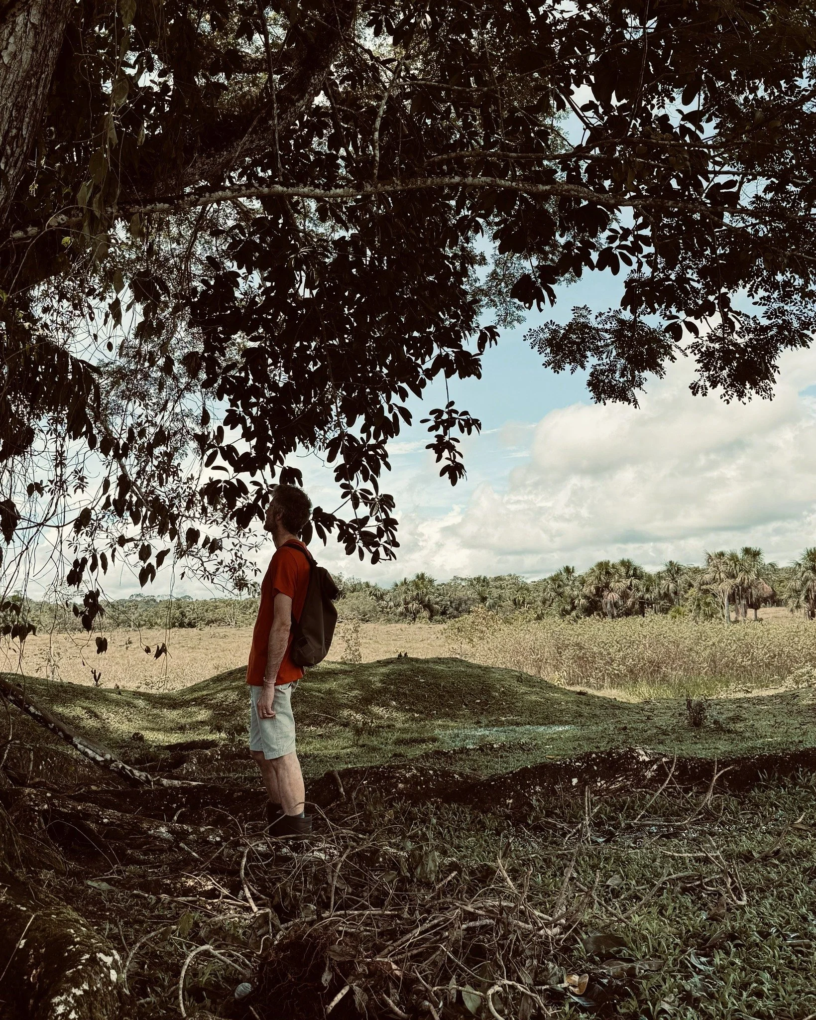 &ldquo;You are not meant for crawling, so don&rsquo;t. You have wings. Learn to use them and fly.&rdquo;

Rumi
.
.
.
#ayahuascaretreat #casadelmaestro #plantmedicine #ayahuasca #junglemedicine #amazonperu #amazonjungle #trees #ayahuascaretreats #pure