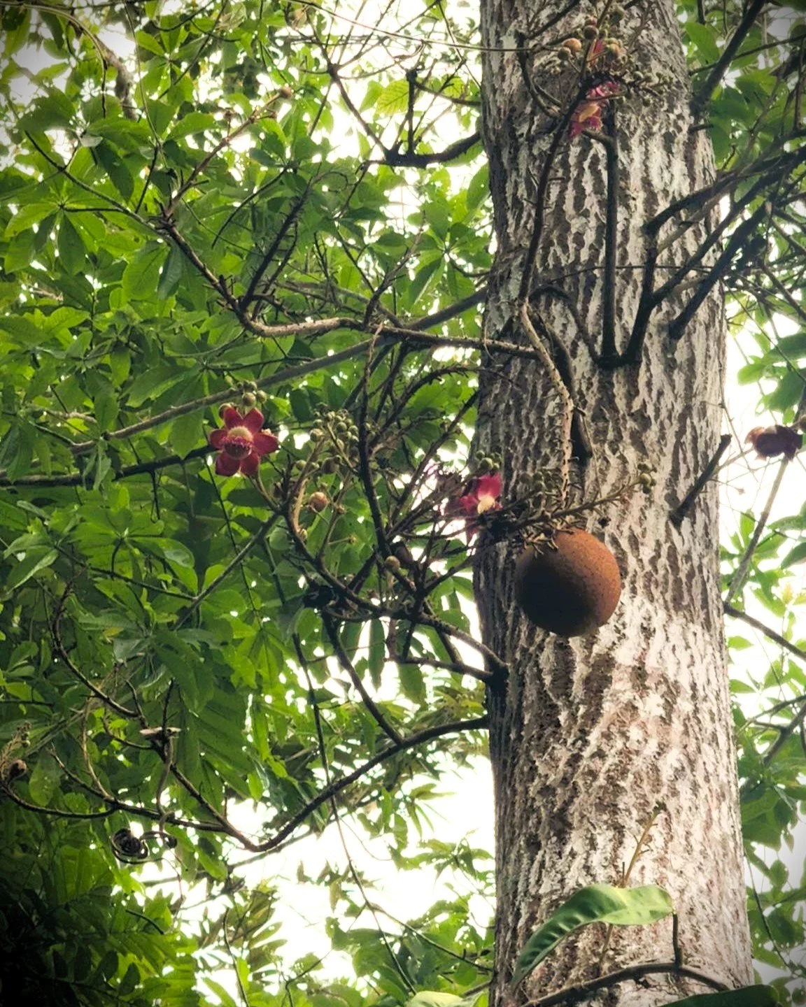 Ayahuma, fruit and flower 🪷

A titan in the Amazonian pantheon of tree spirits. It has an ambiguous reputation among some lineages, likely due to its power and its ability to navigate darkness. It'll take you there, and it will show you the way out.