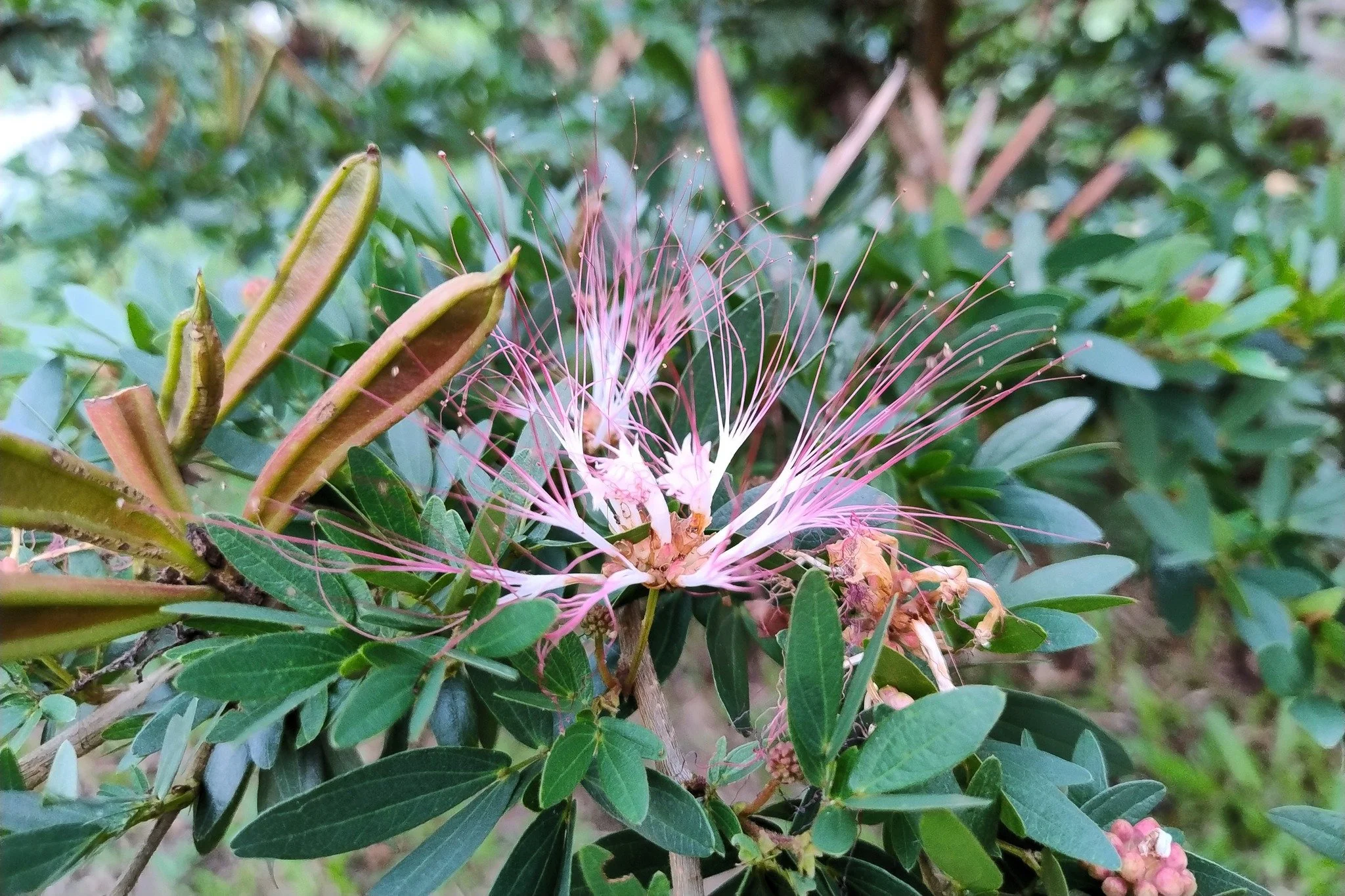 The flower is the culmination of the root, the work done beneath the surface, in the dark. The unseen gives rise to the visible, the fruit of labor, of both light and dark. So, too, do we grow and learn to sense and respond to the world, of mystery, 