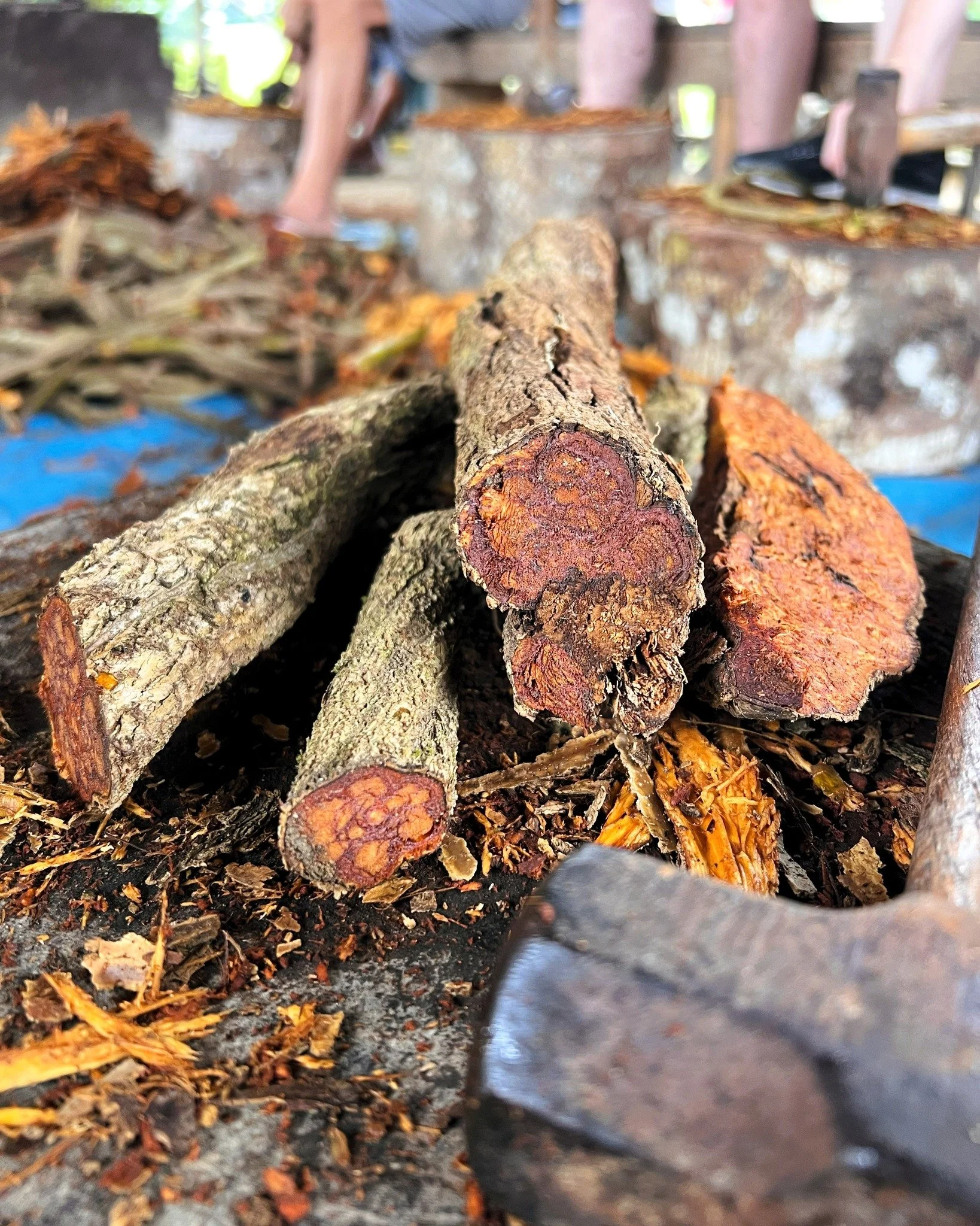 🌱 The root of the medicine is simple.
🍃 The core of the message is universal.
🌳 The heart of the matter is truth.
✨ The meaning in it all, evident.

Ayahuasca and its plant allies are not some magical answer to all your problems. If anything, ayah