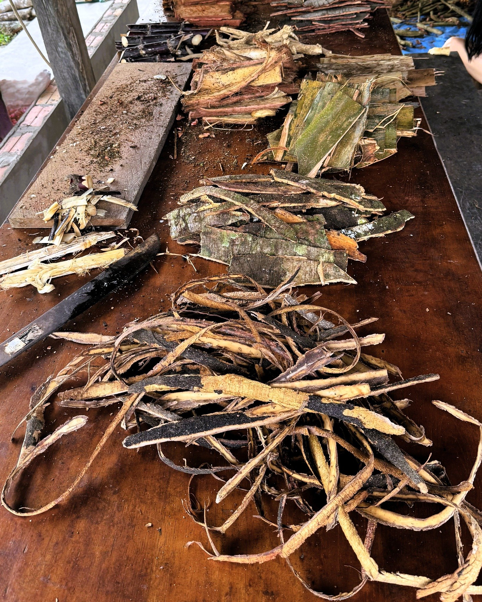 Trees, yes please! 🌳

Why add trees to ayahuasca?

- They provide energetic support, acting as 'scaffolding' for the ayahuasca to climb and grow upon.

- The experience of the medicine is often stronger, sustaining, with more depth, dimension, and d