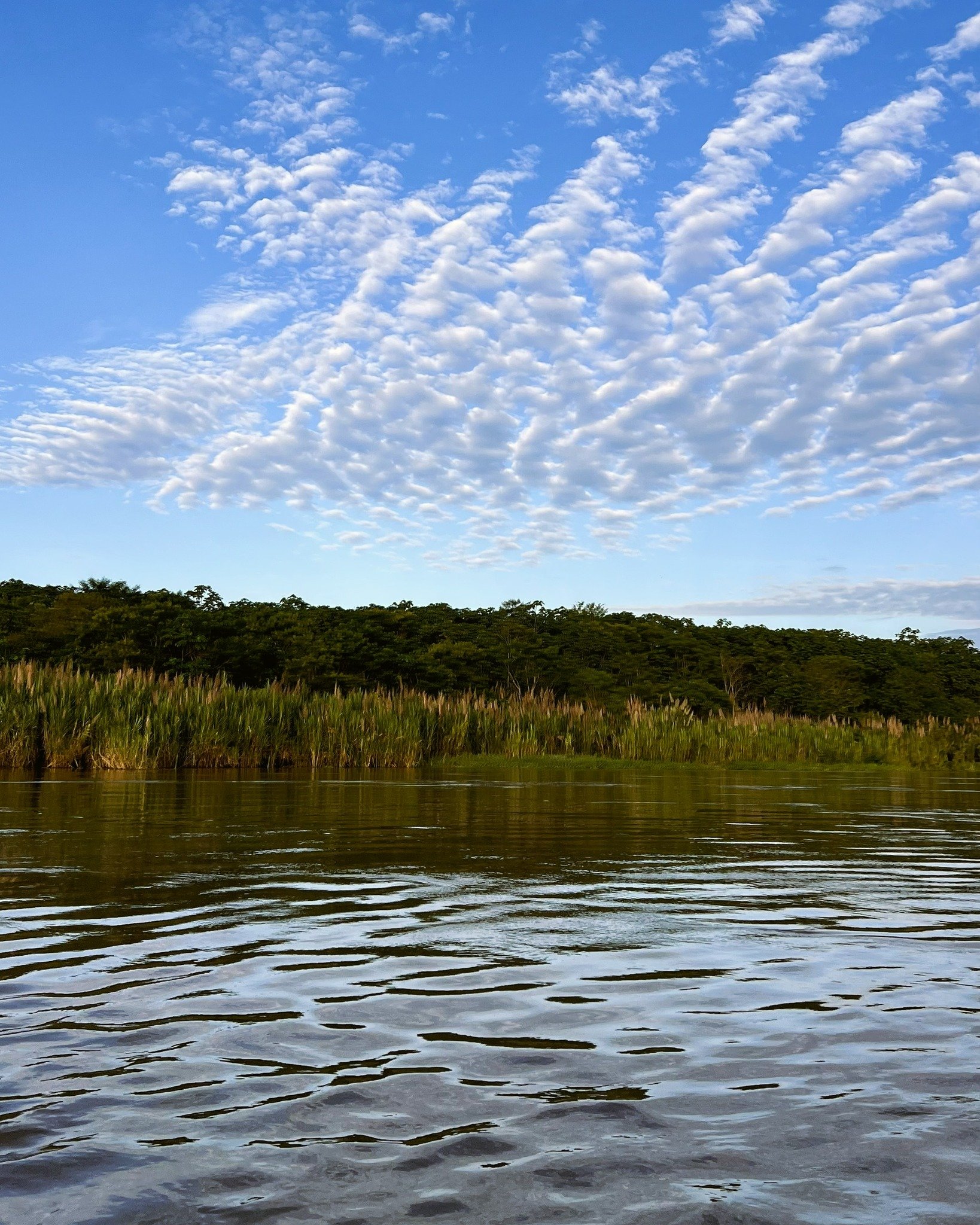 "When you do things from your soul, you feel a river moving in you, a joy."

- Rumi

"A river cuts through rock not because of its power, but because of its persistence."

- Jim Watkins
.
.
.
#ayahuasca #plantmedicine #casadelmaes