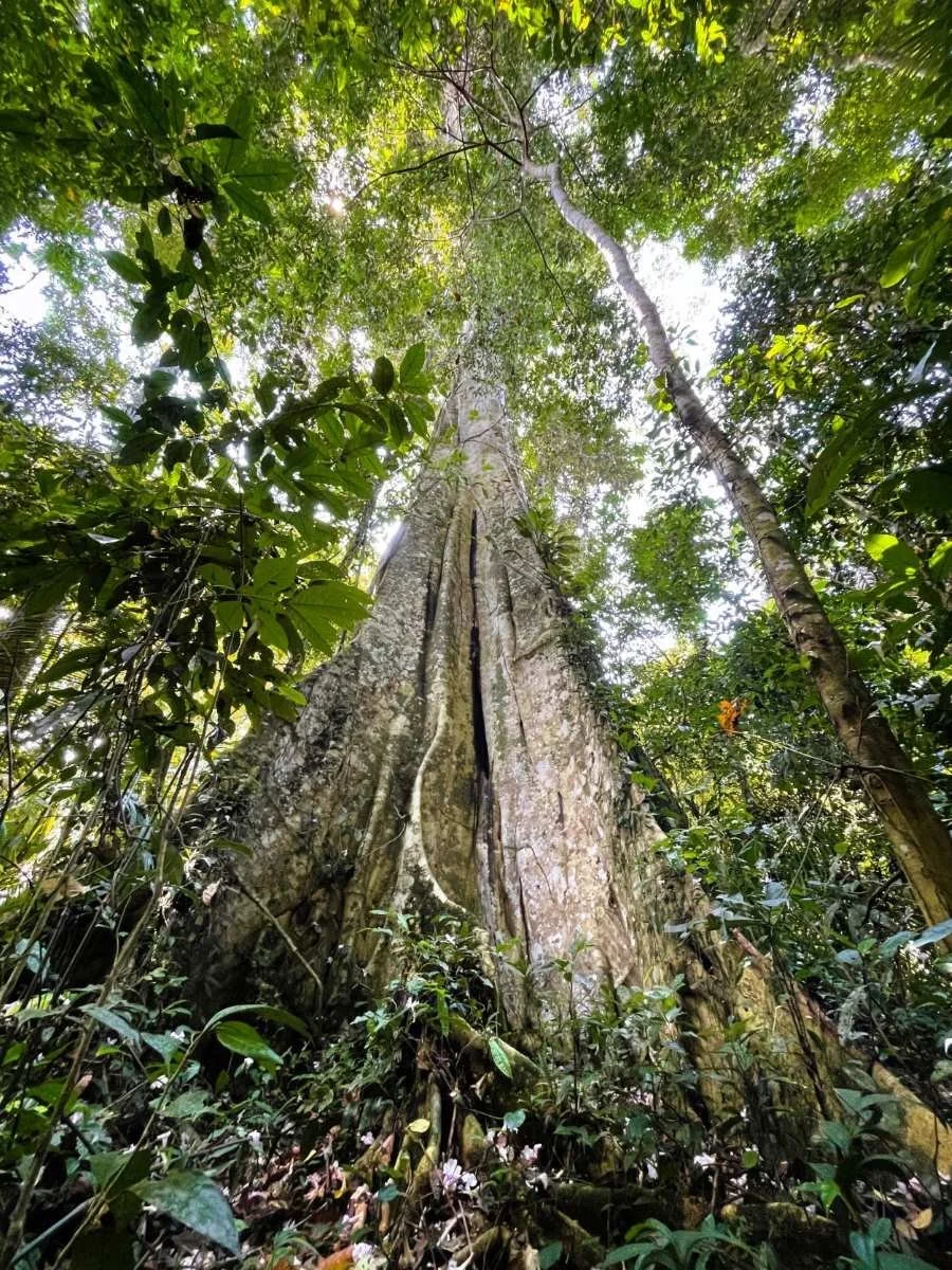 A tall, wide Lupuna tree in the jungle at Casa del Maestro retreat center in Peru.