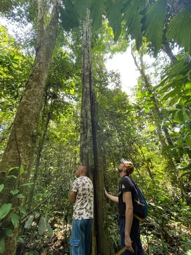 Two ayahuasca retreat guests stand in a thick forest, looking up at a Remo caspi tree with sunlight shining through the canopy.