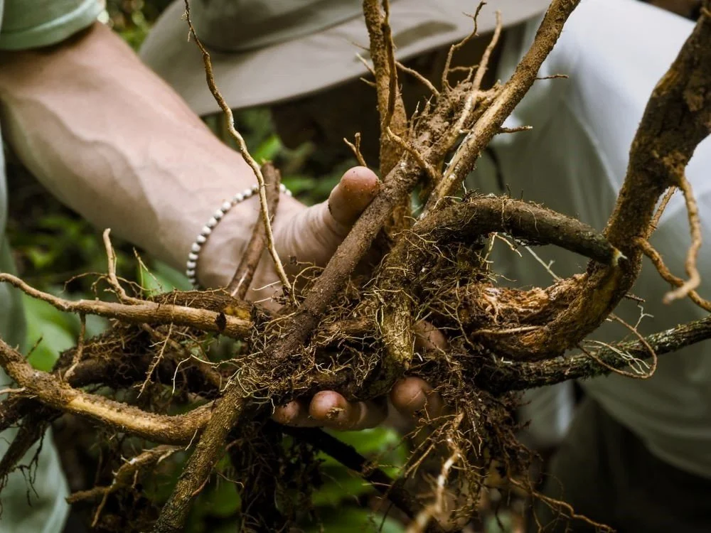 A hand from an ayahuasca retreat participant holds a bundle of uchu sanango roots in preparation for a dieta at Casa del Maestro plant medicine center.