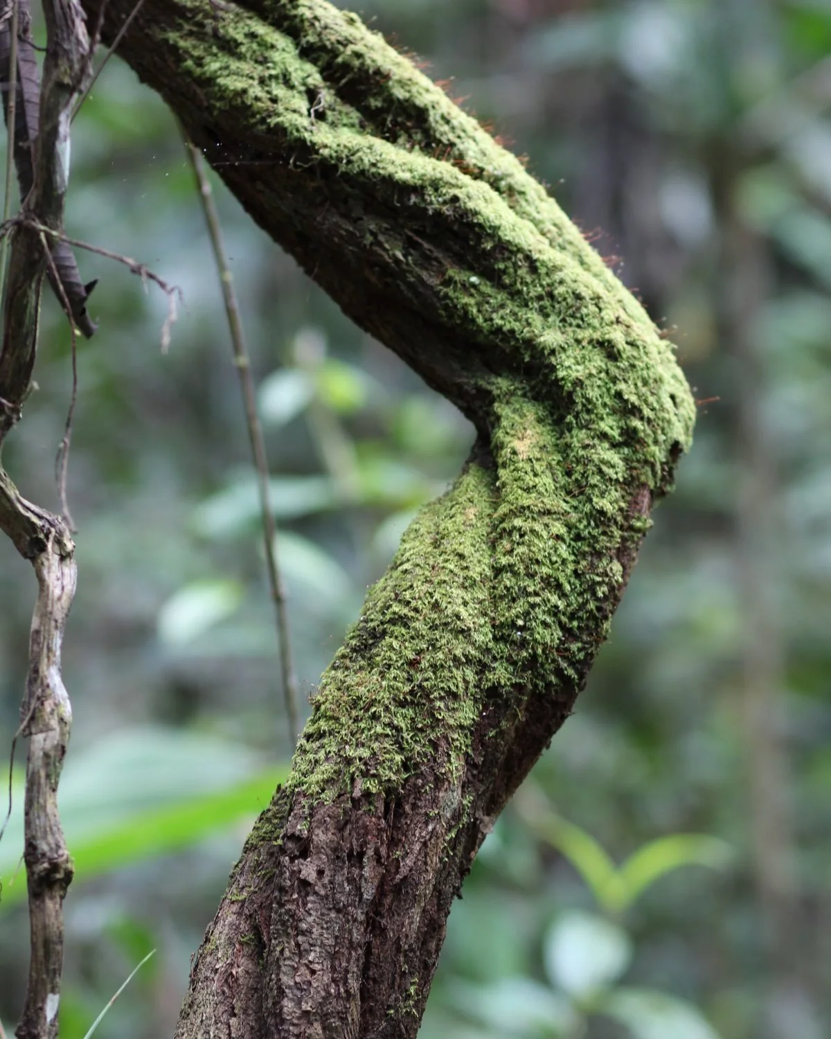 A thick, mature ayahuasca vine is shown growing in the jungle near Casa del Maestro plant medicine retreat center in Peru.